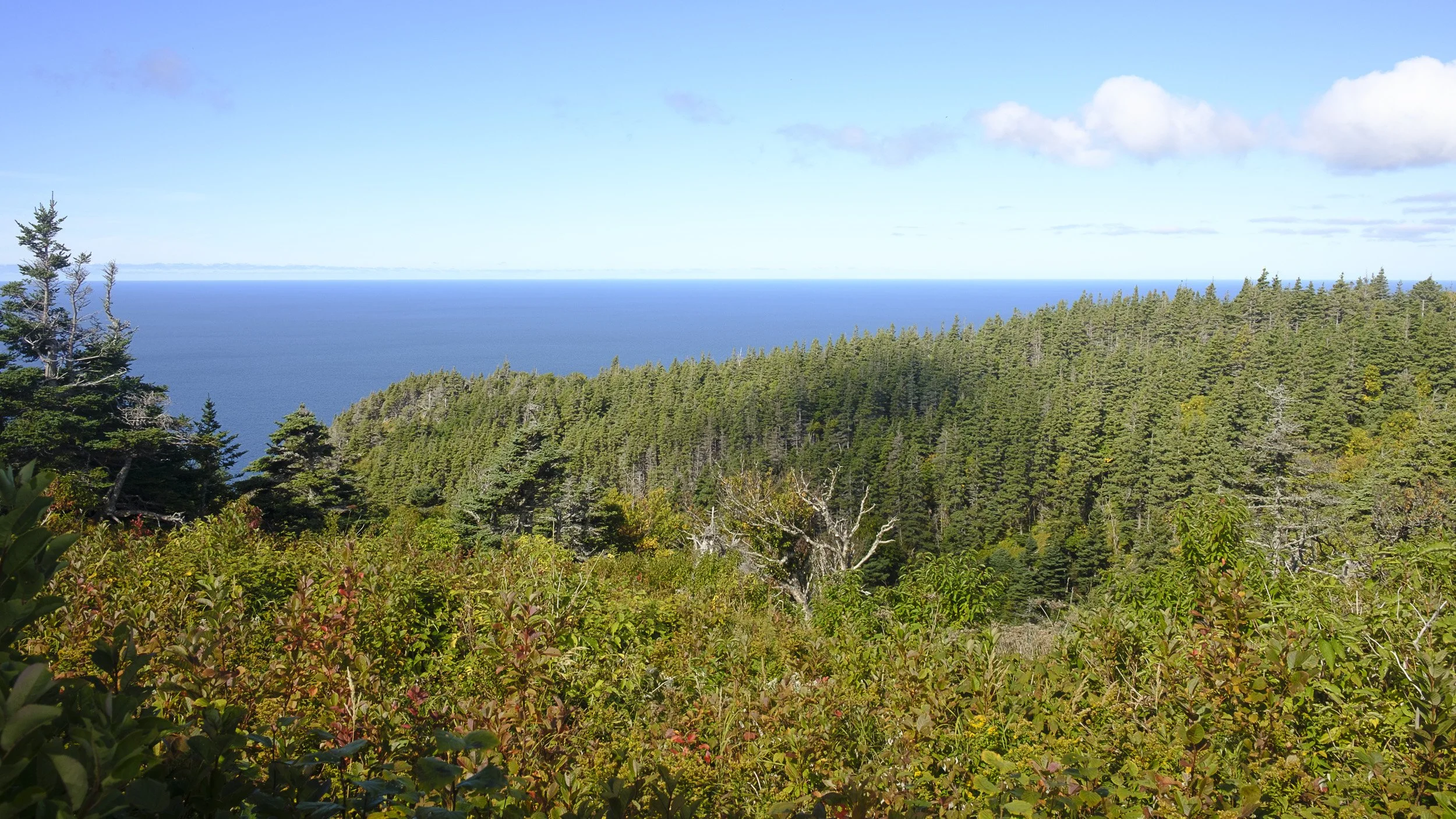 Skyline Trail sea views over the trees