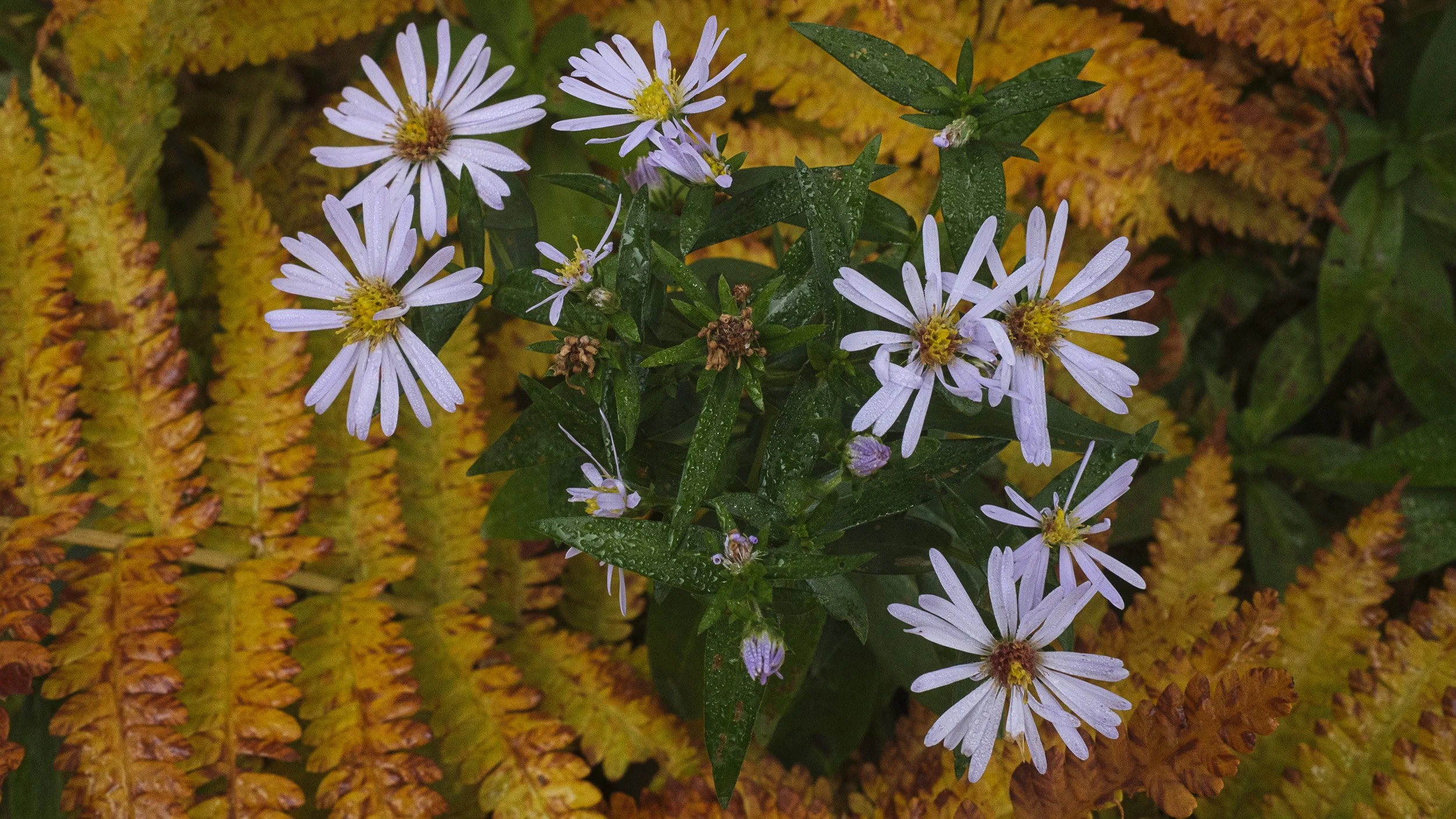 Daisy and ferns, Skyline Trail, Cape Breton