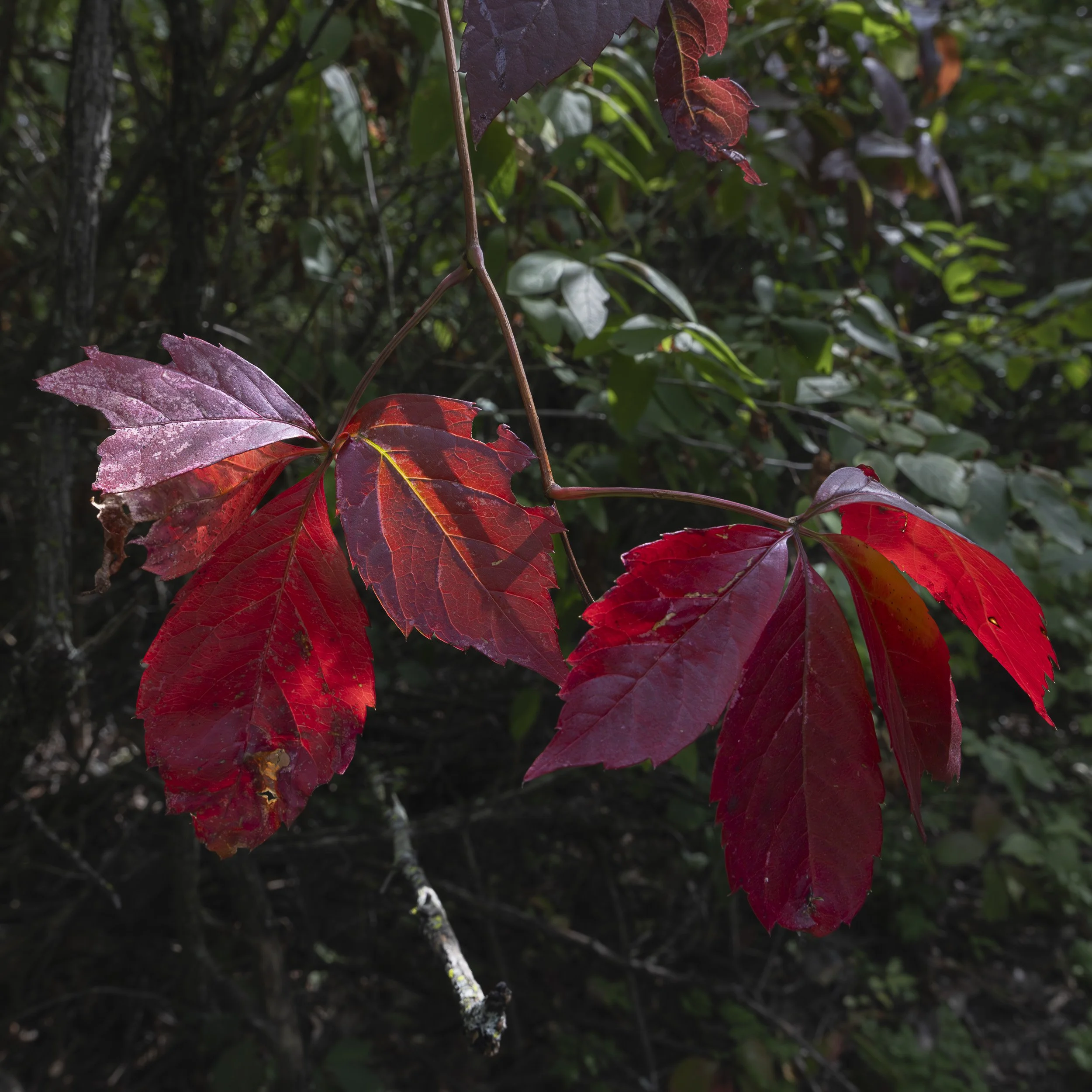 Red leaves, Mount Royal, Montreal