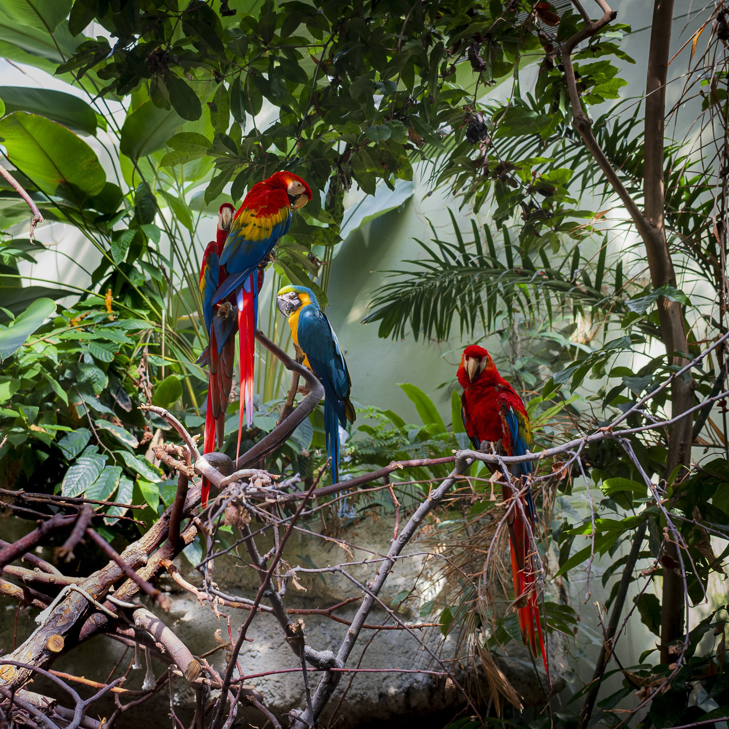 Montreal Biodrome parrots
