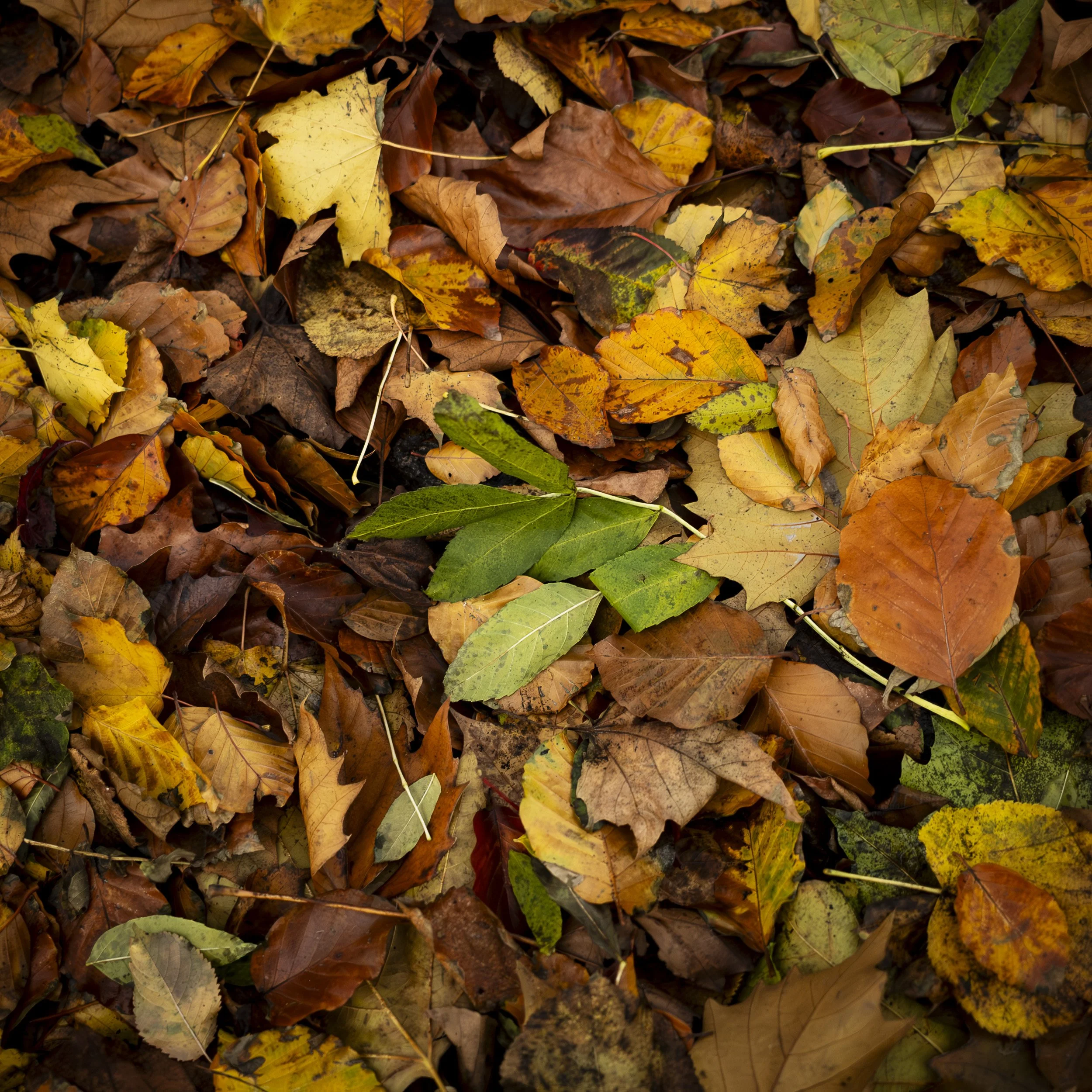 Autumn leaves