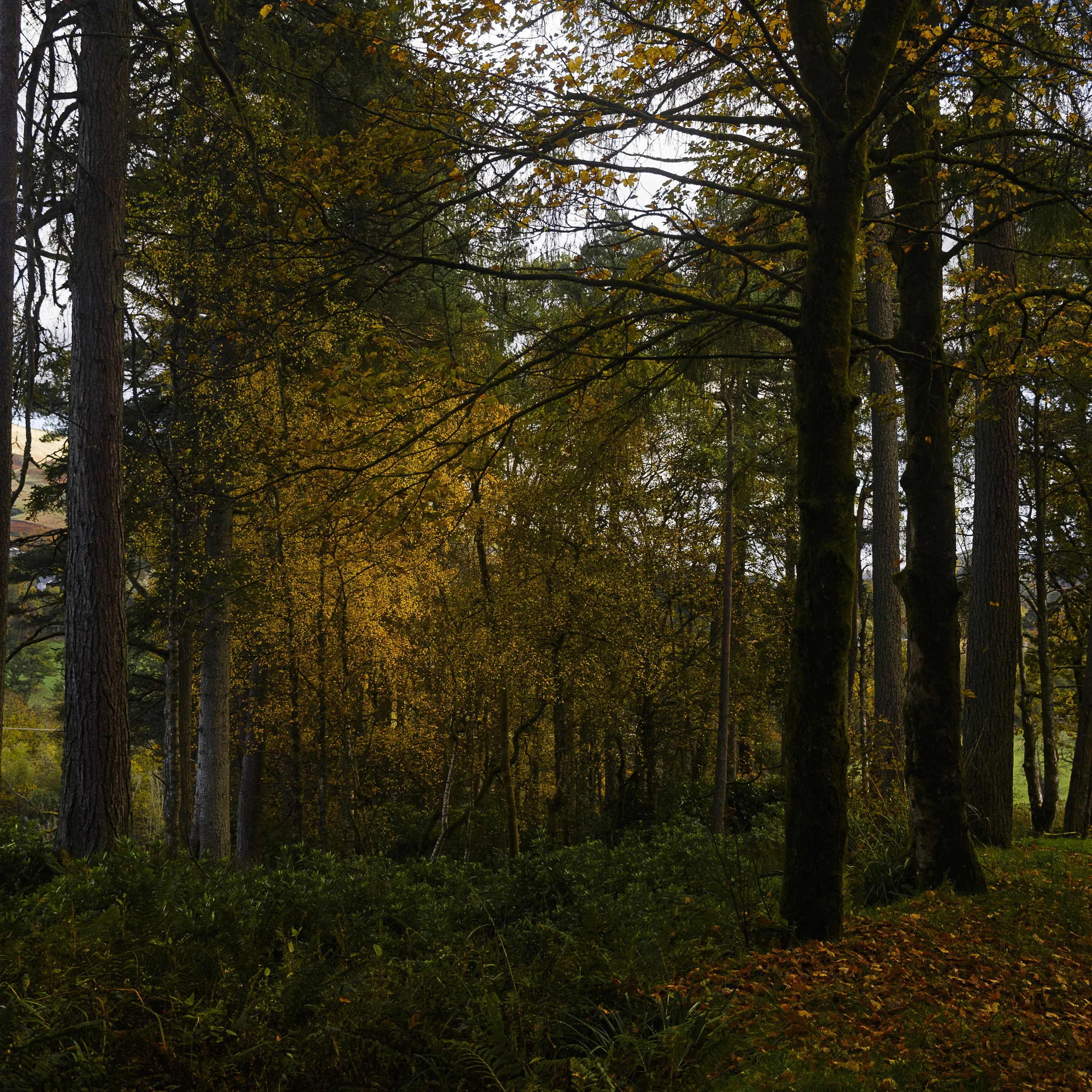 Woods near Blanefield