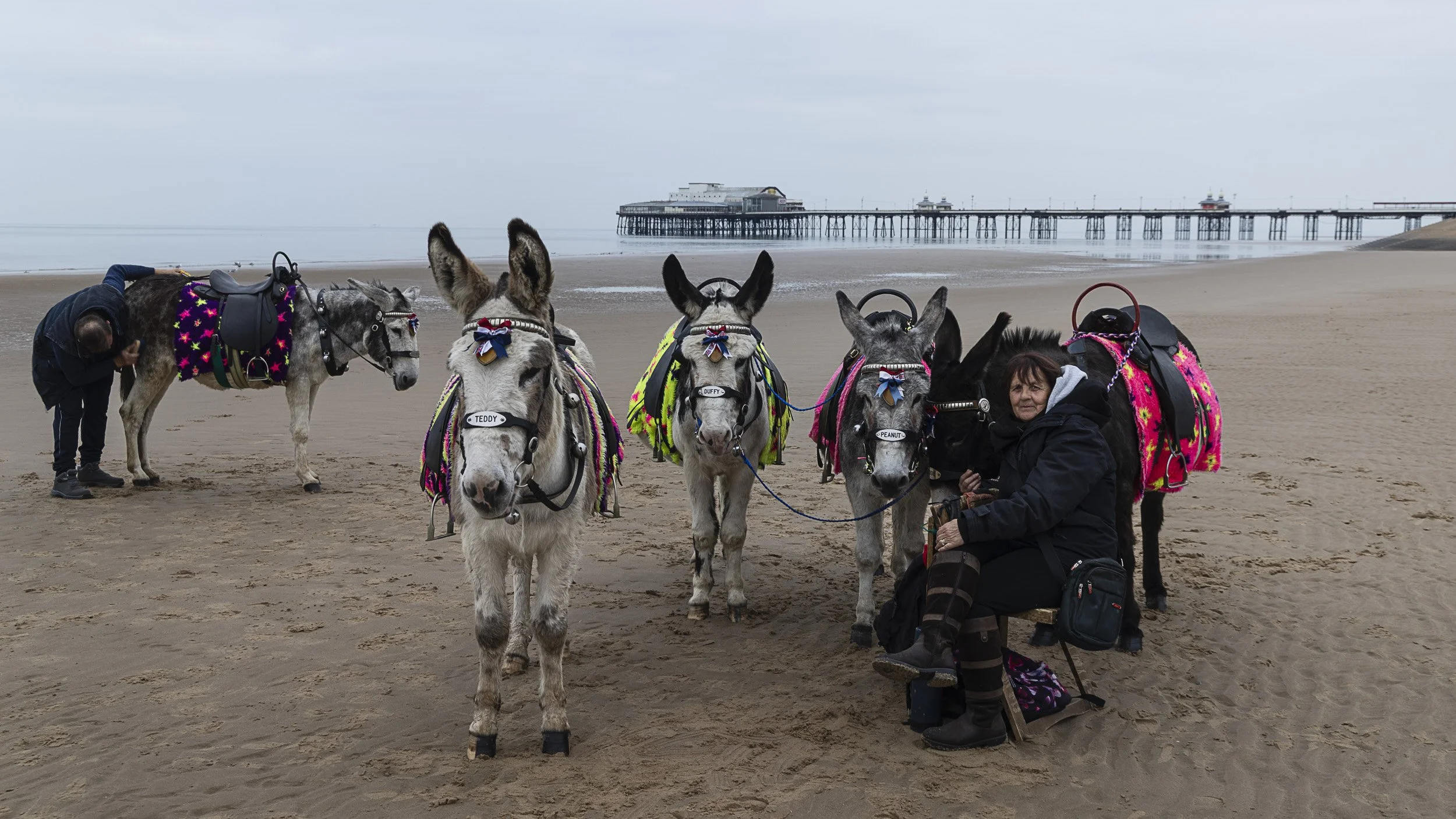 Blackpool donkeys