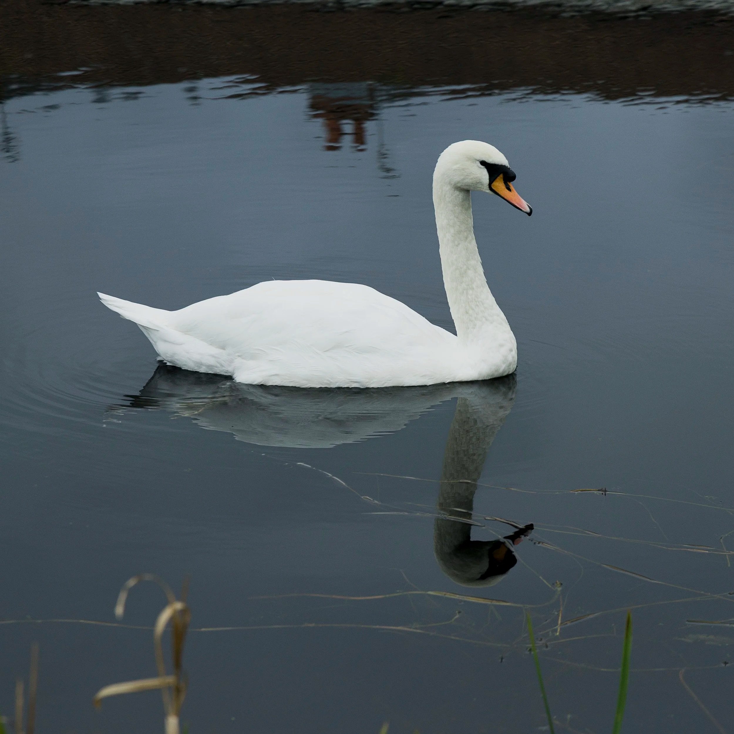 Swan
