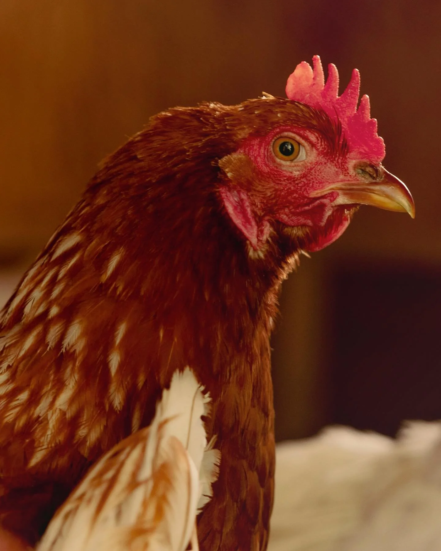 Kvitnes G&aring;rd will always remind me why I&rsquo;m proud to come from the Arctic. Every dish here tells a story, grown or born above 66&deg;, served with spoons carved by Halvard and plates made by local hands. You leave feeling humbled, loved, a