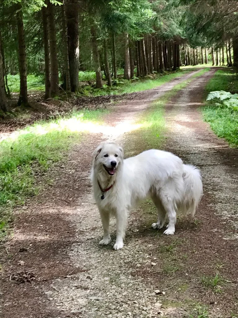 Rumilly les Vaudes Forêt