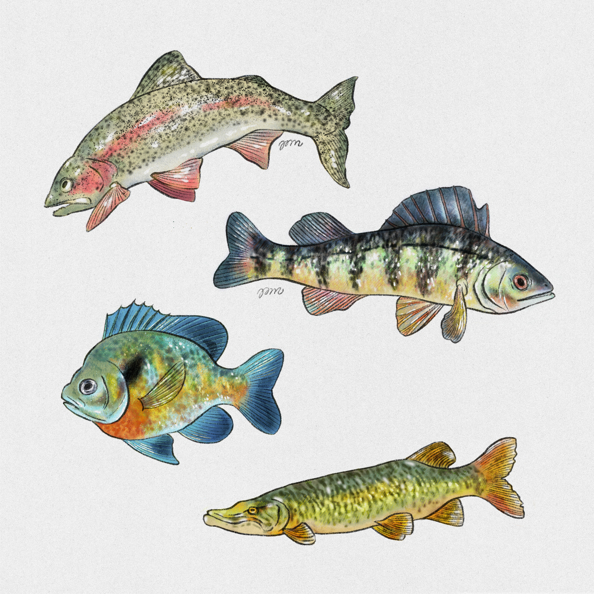 fishstudies copy.png