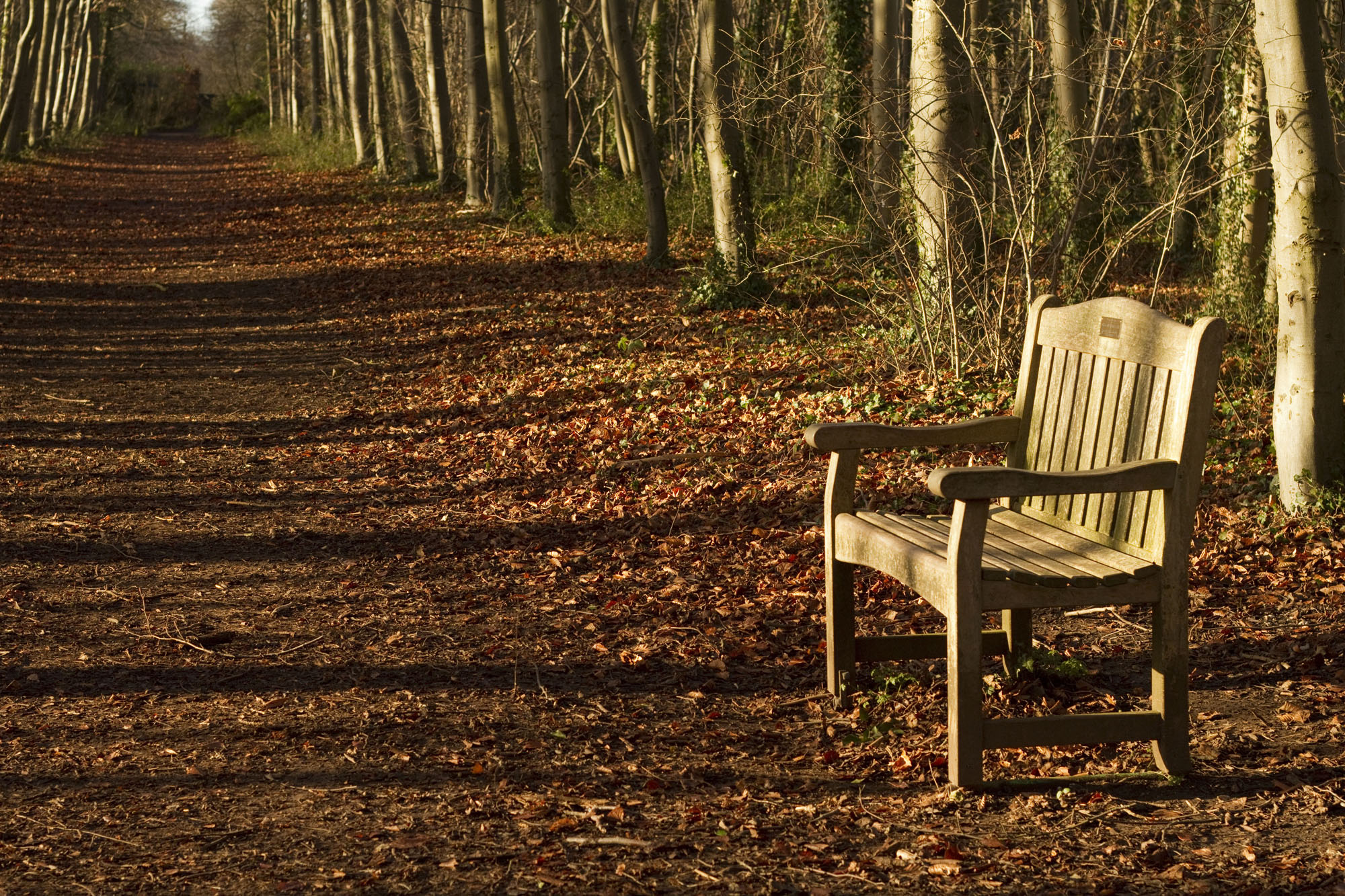2013 12 29-7D-5179-wandlebury_1.jpg