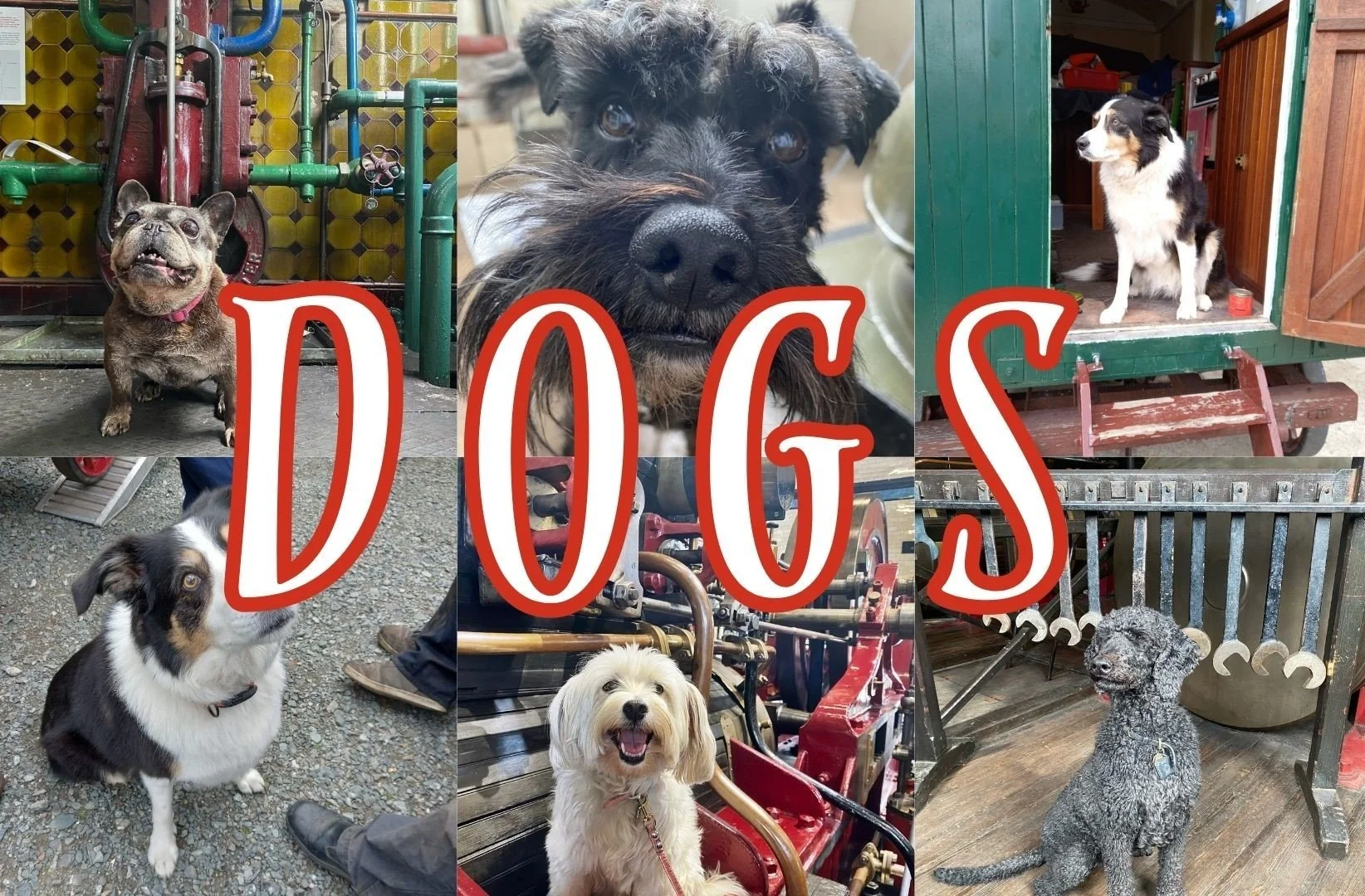 The Dogs of CMT | Celebrating International Dog Day