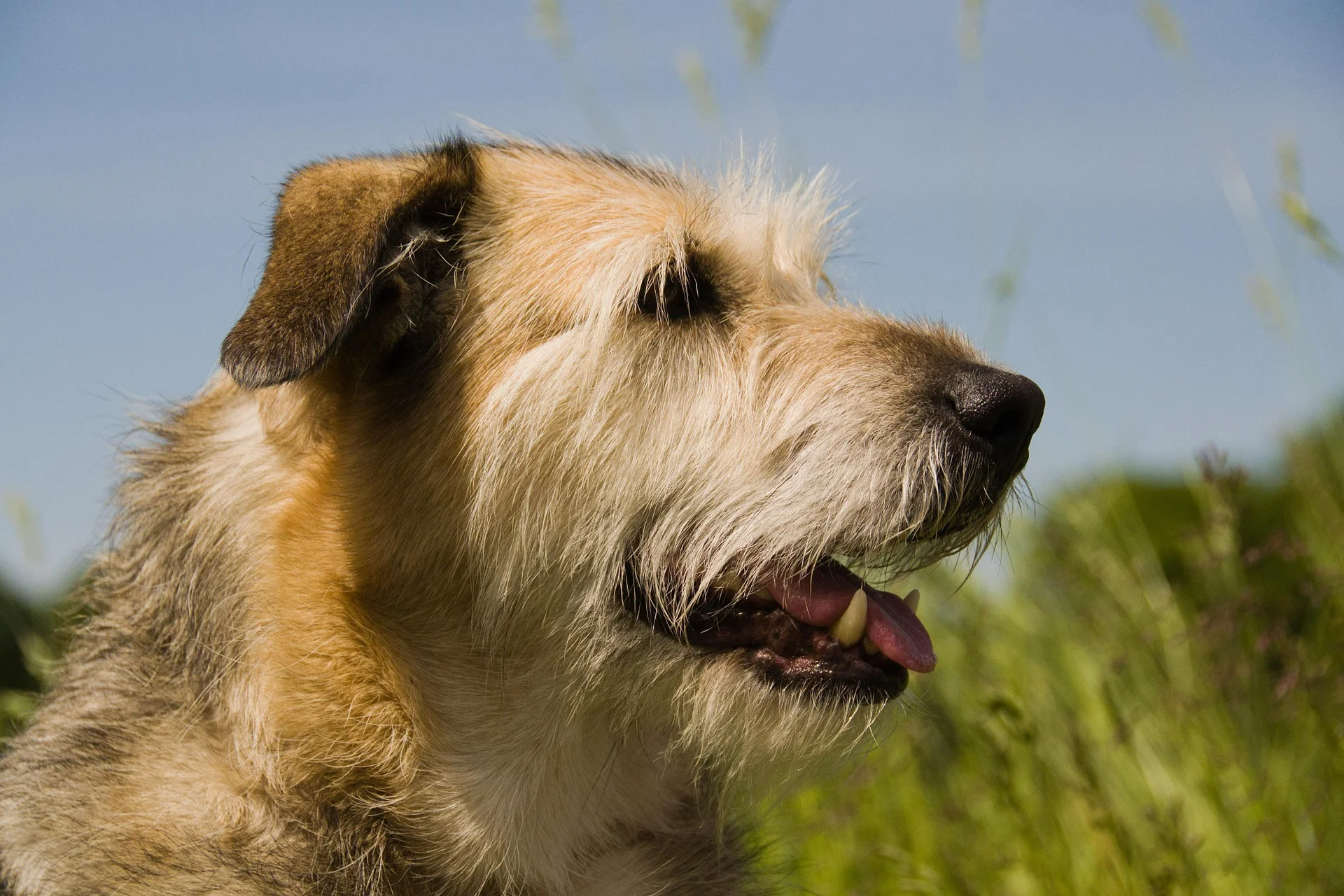 dog-354736_1920.jpg