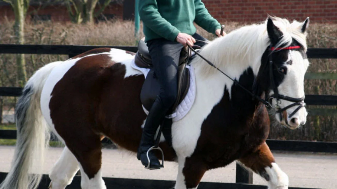 Saddle Research Trust