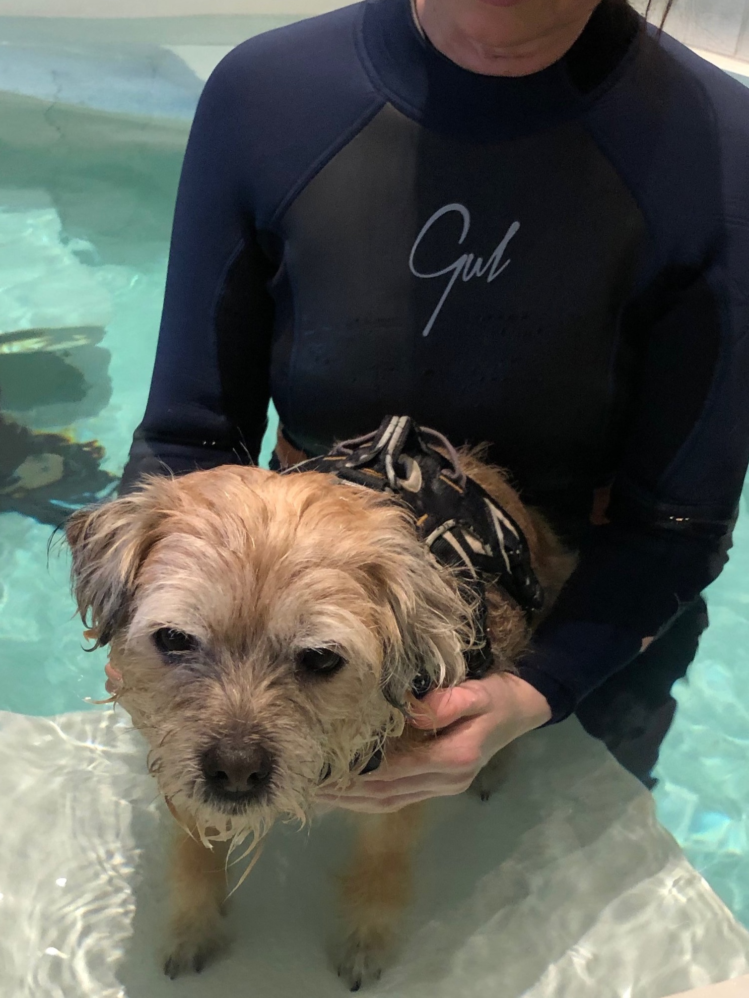 Toffee+puppy+hold+hover+%2827%29.jpg