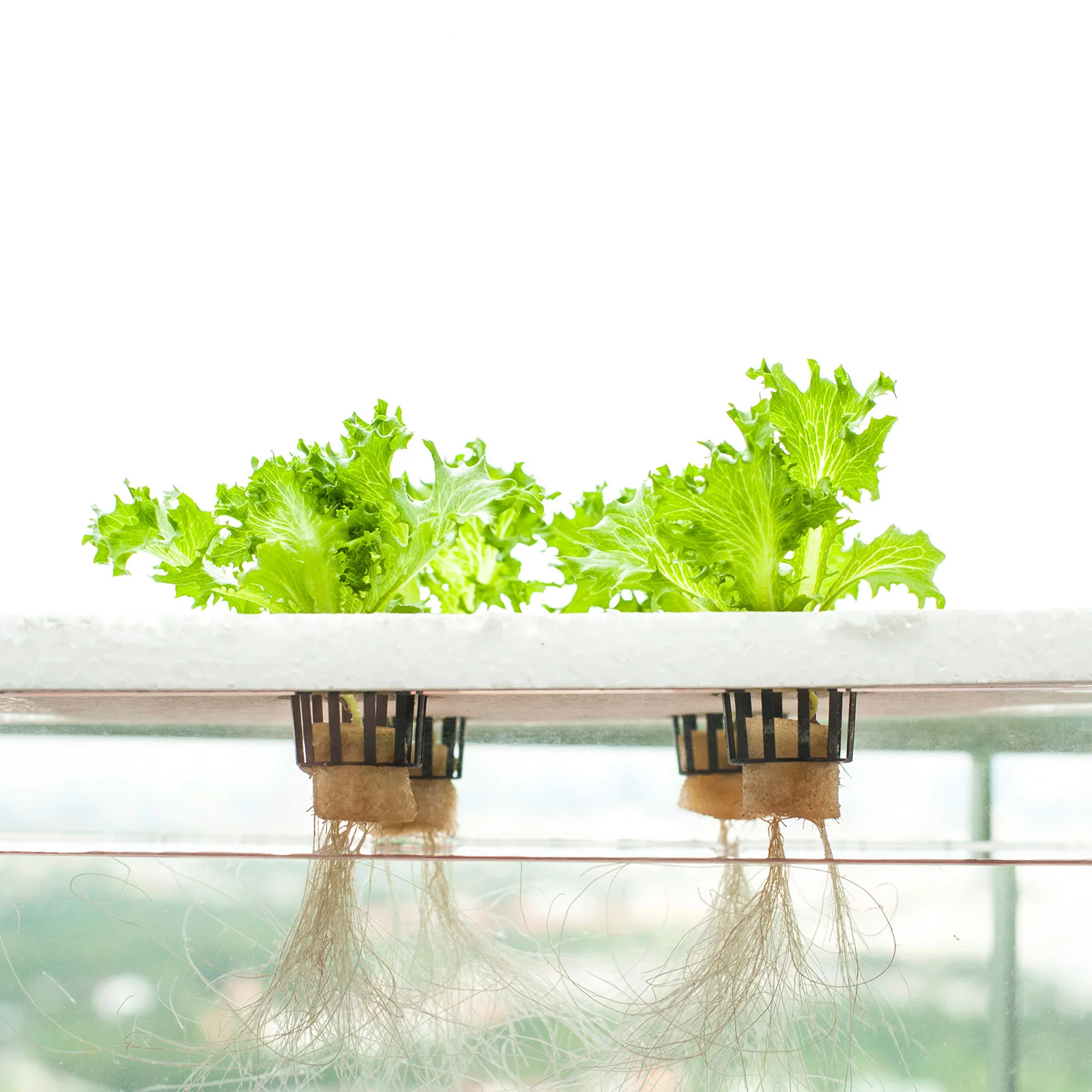 dwc-hydroponics.jpg