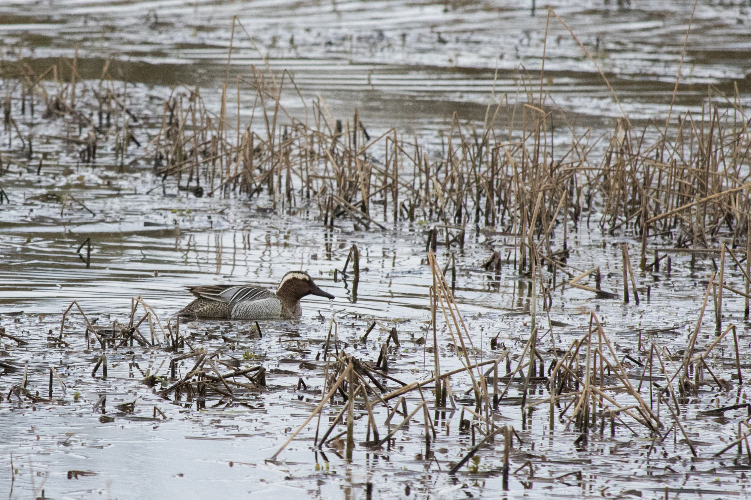 Male Garganey (Spatula querquedula) at Marais de Sionnet, Switzerland. April 2015. Not baited. Not called in.
