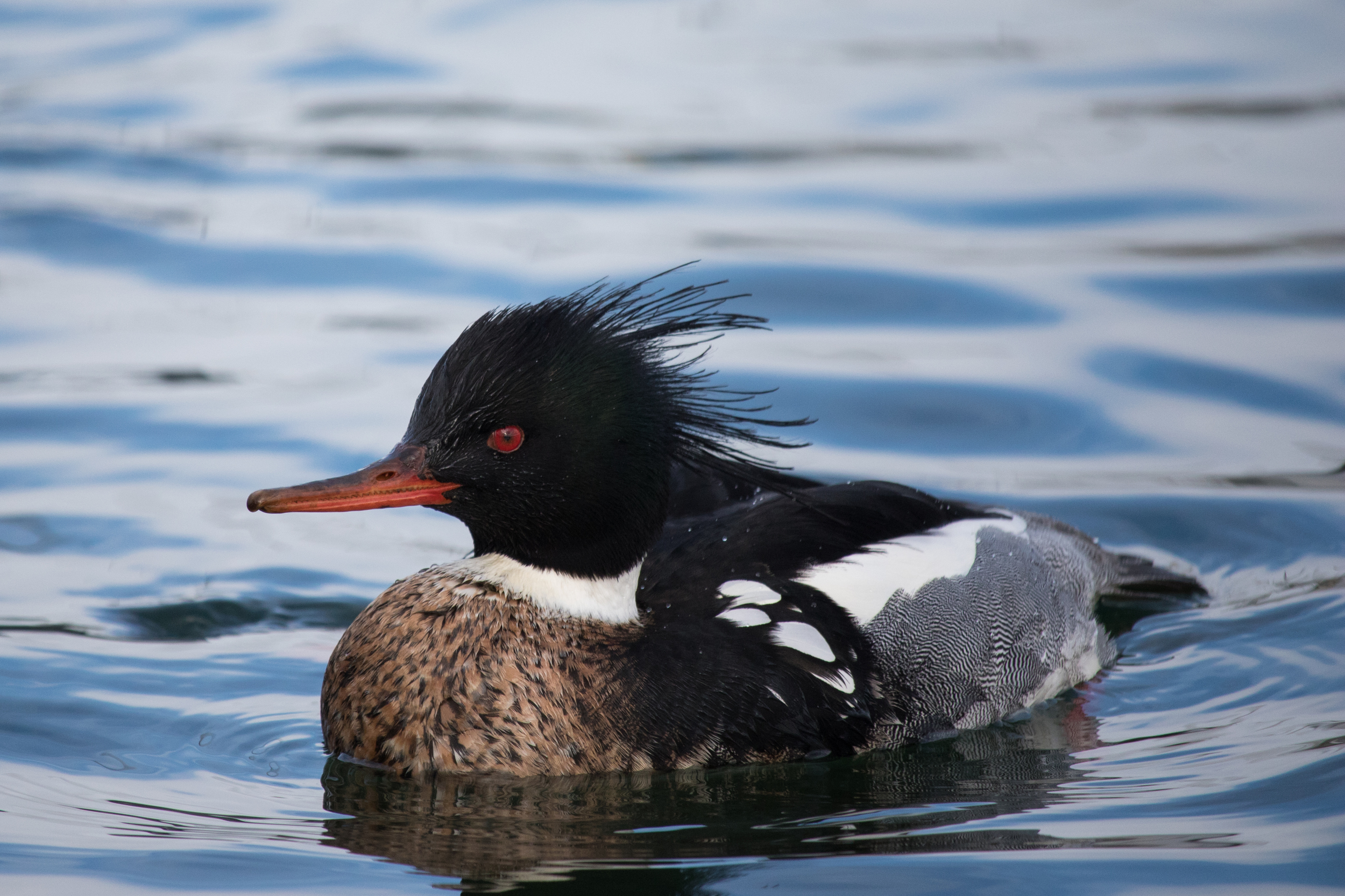 Male Red-breasted Merganser (Mergus serrator) in Geneva, Switzerland. January 2015. Not baited. Not called in.