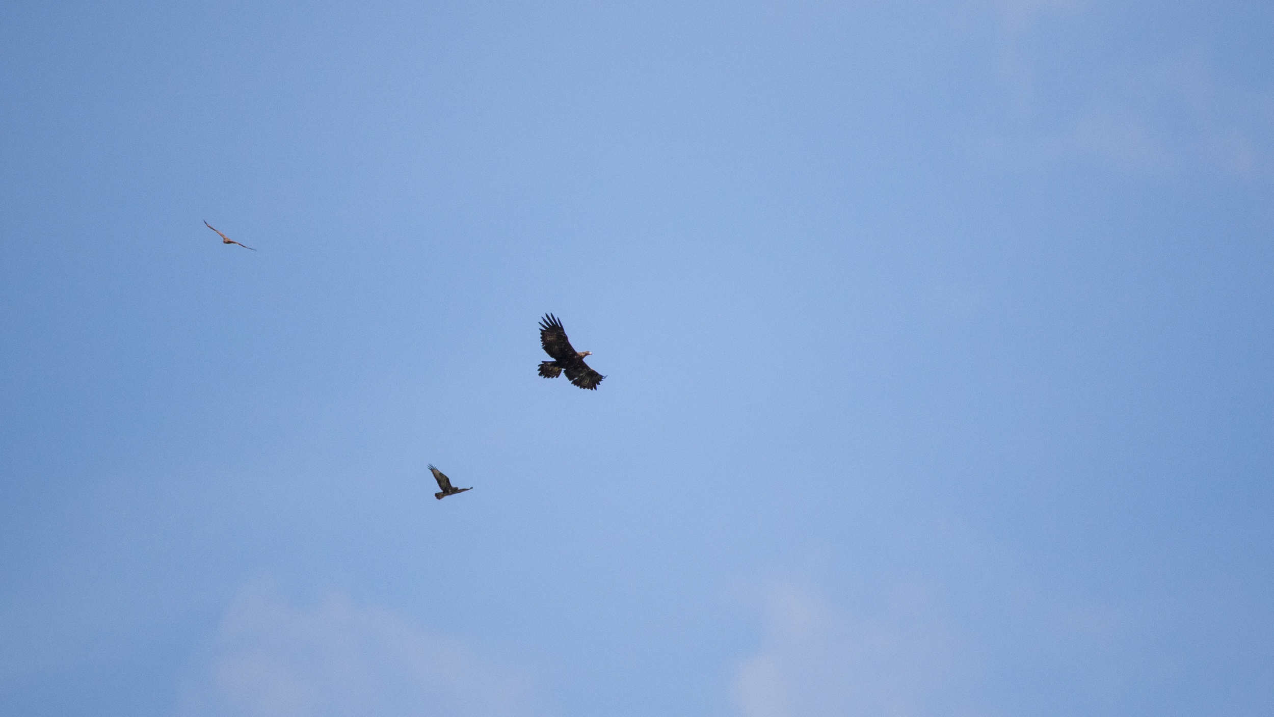 Golden Eagle (Aquila chrysaetos) in Cordon, France. May 2015. Not baited. Not called in.