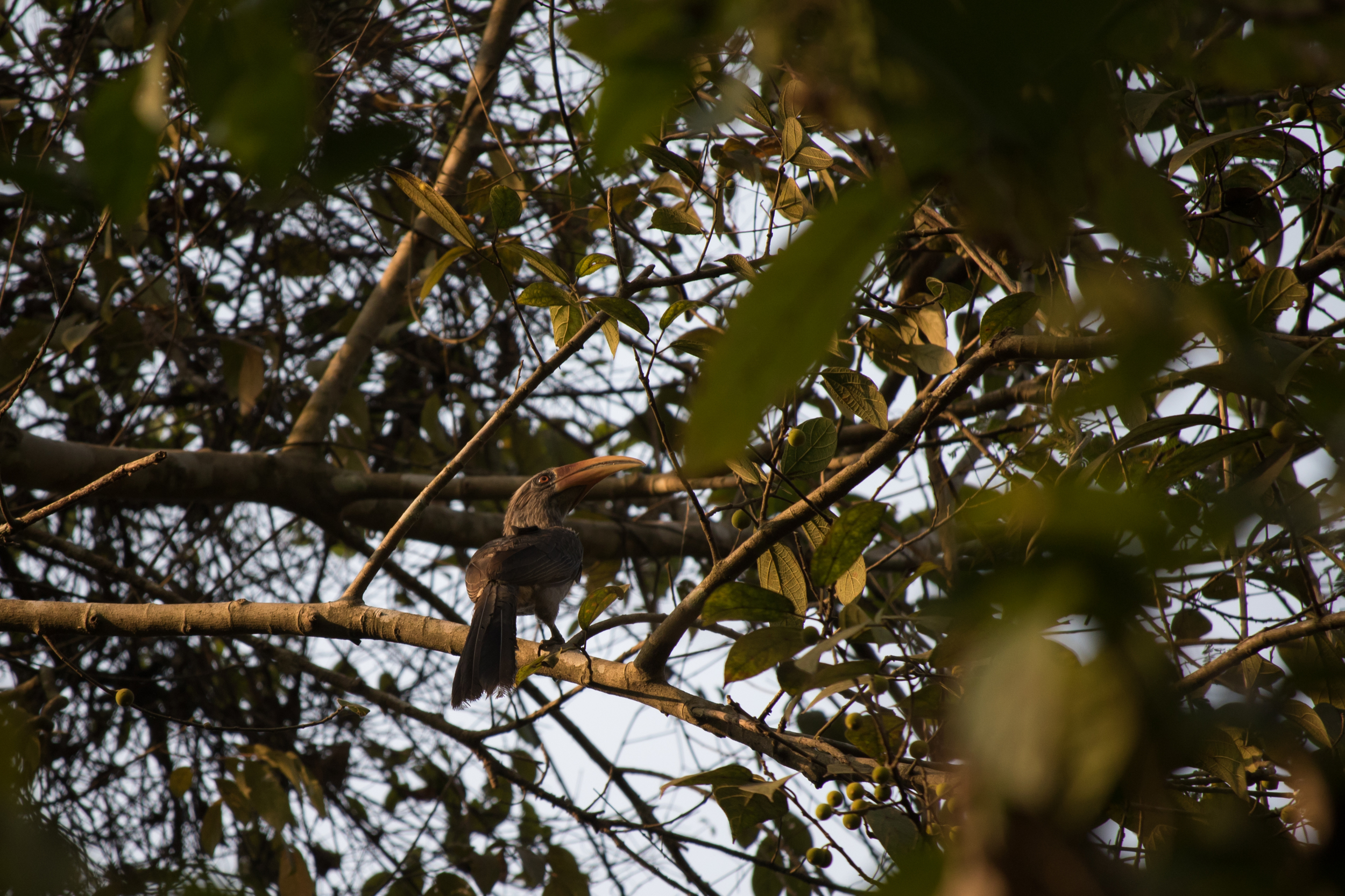 Malabar Grey Hornbill (Ocyceros griseus) at the Thattekad Bird Sanctuary, Kerala, India. February 2015. Not baited. Not called in.
