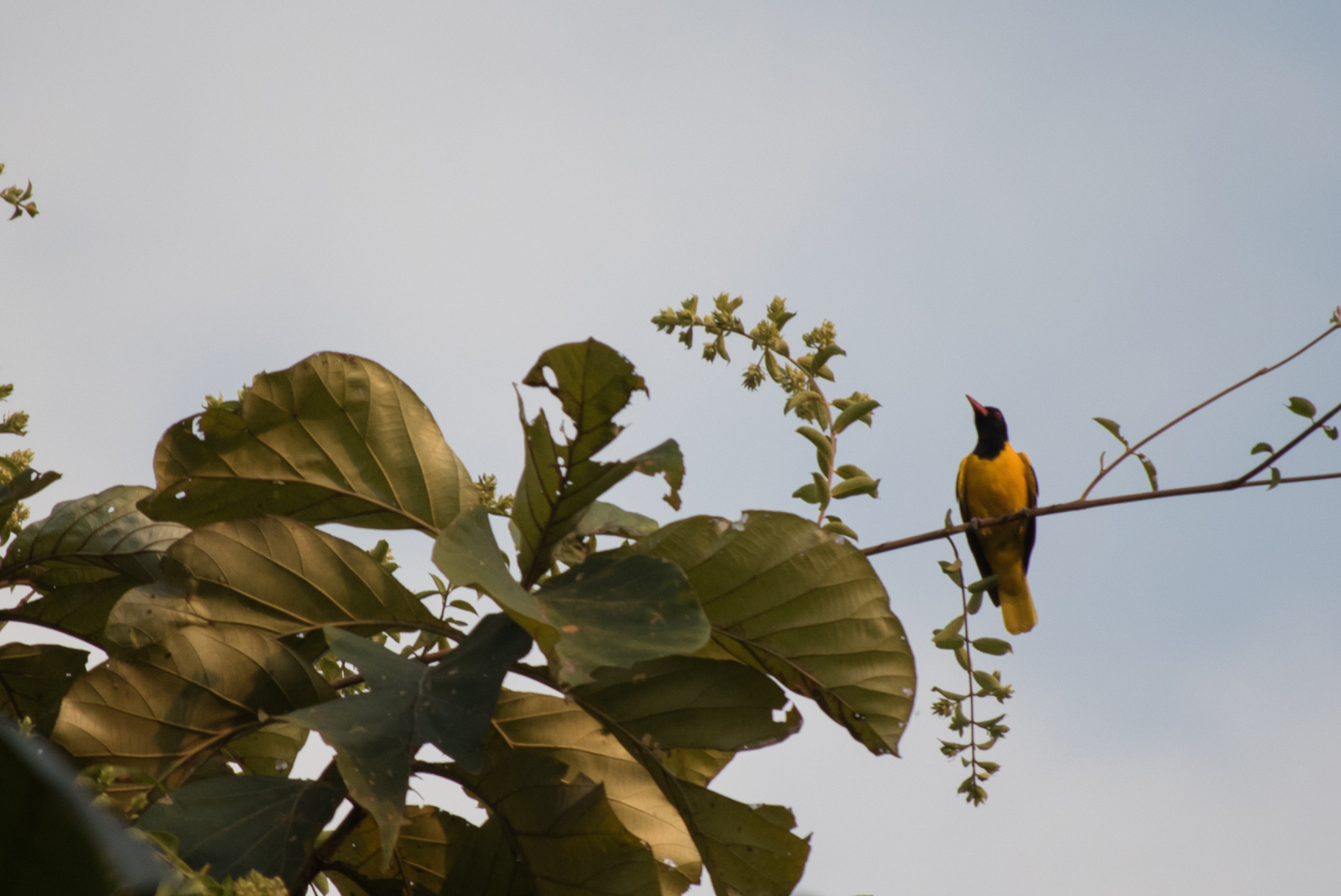 Black-hooded Oriole (Oriolus xanthornus) in Thattekad Bird Sanctuary, Kerala, India. February 2015. Not baited. Not called in.