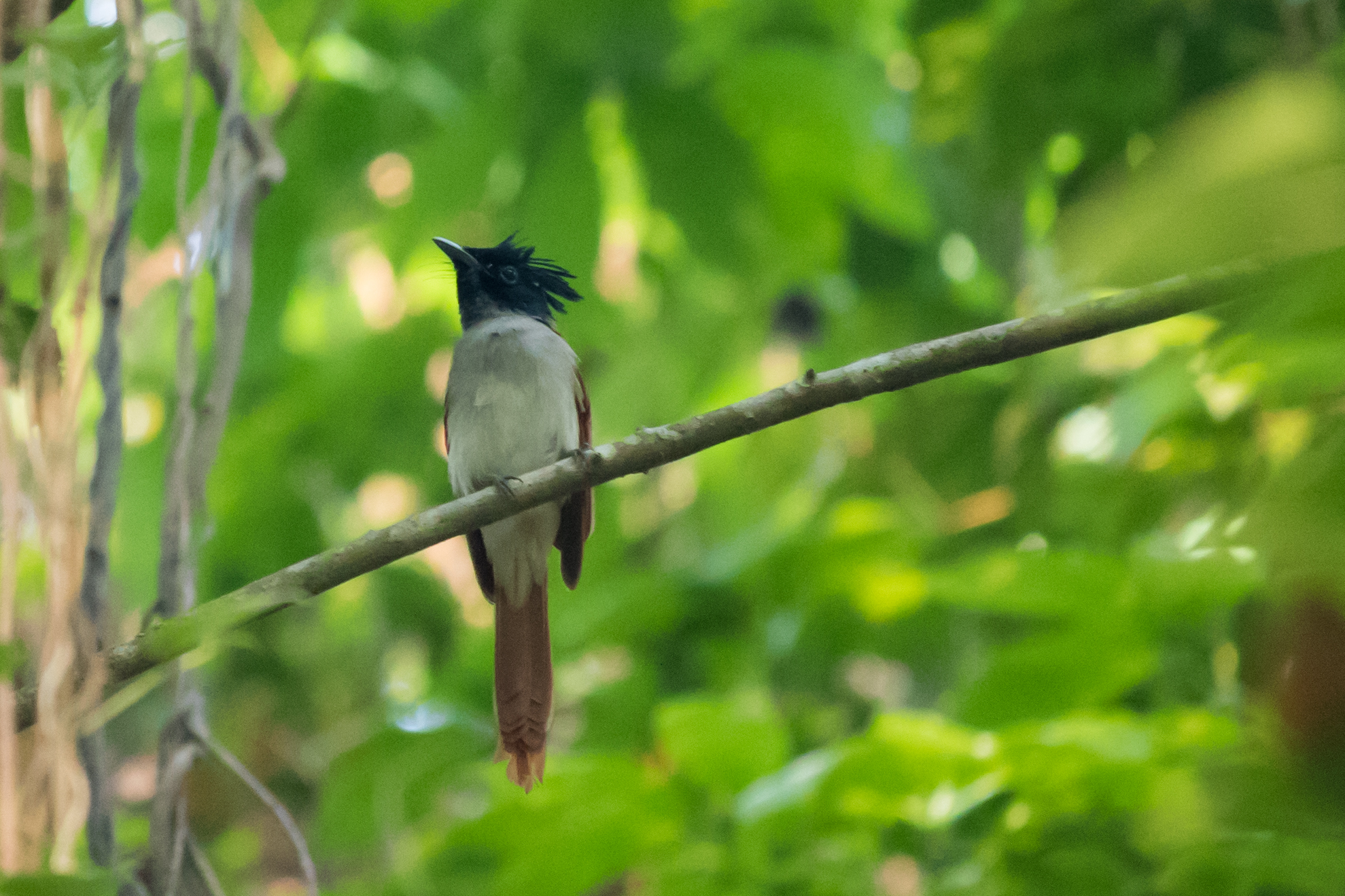 Female Asian Paradise Flycatcher (Terpsiphone paradisi) at Kumarakom Bird Sanctuary, Kerala, India. February 2015. Not baited. Not called in.