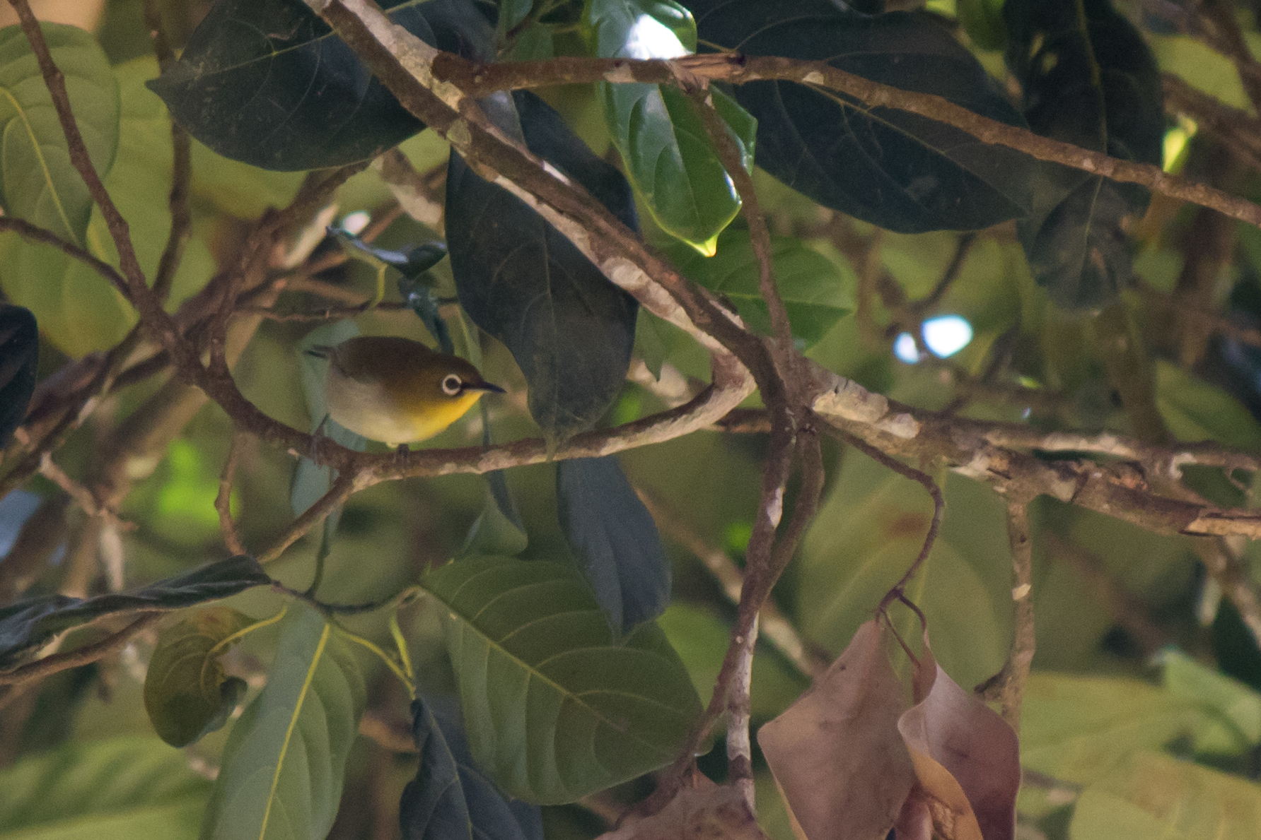 Oriental White-eye (Zosterops palpebrosus)