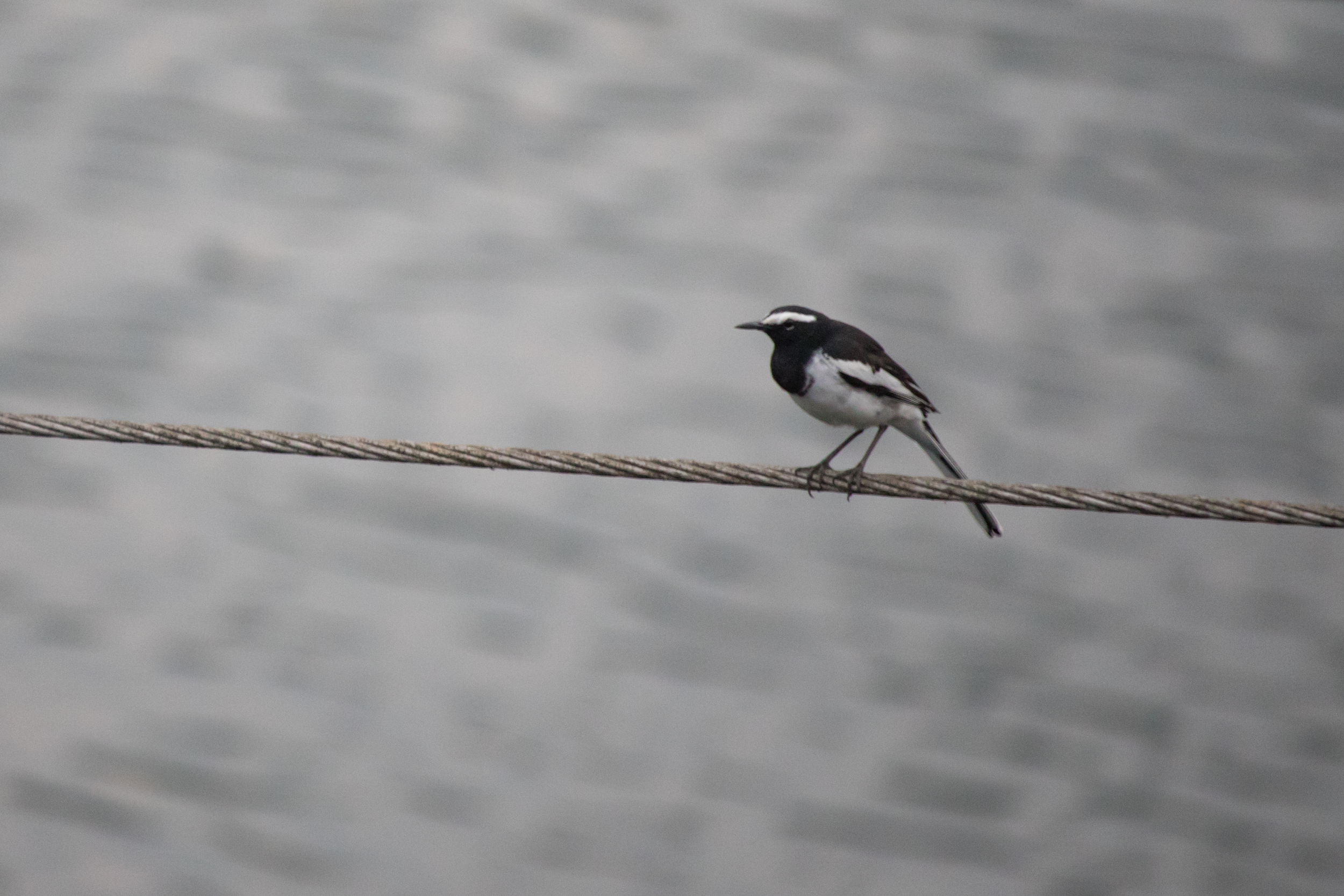 White-browed Wagtail (Motacilla maderaspatensis)
