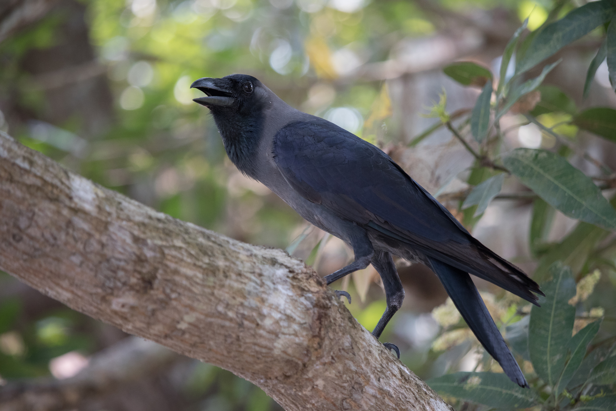 House Crow (Corvus splendens)