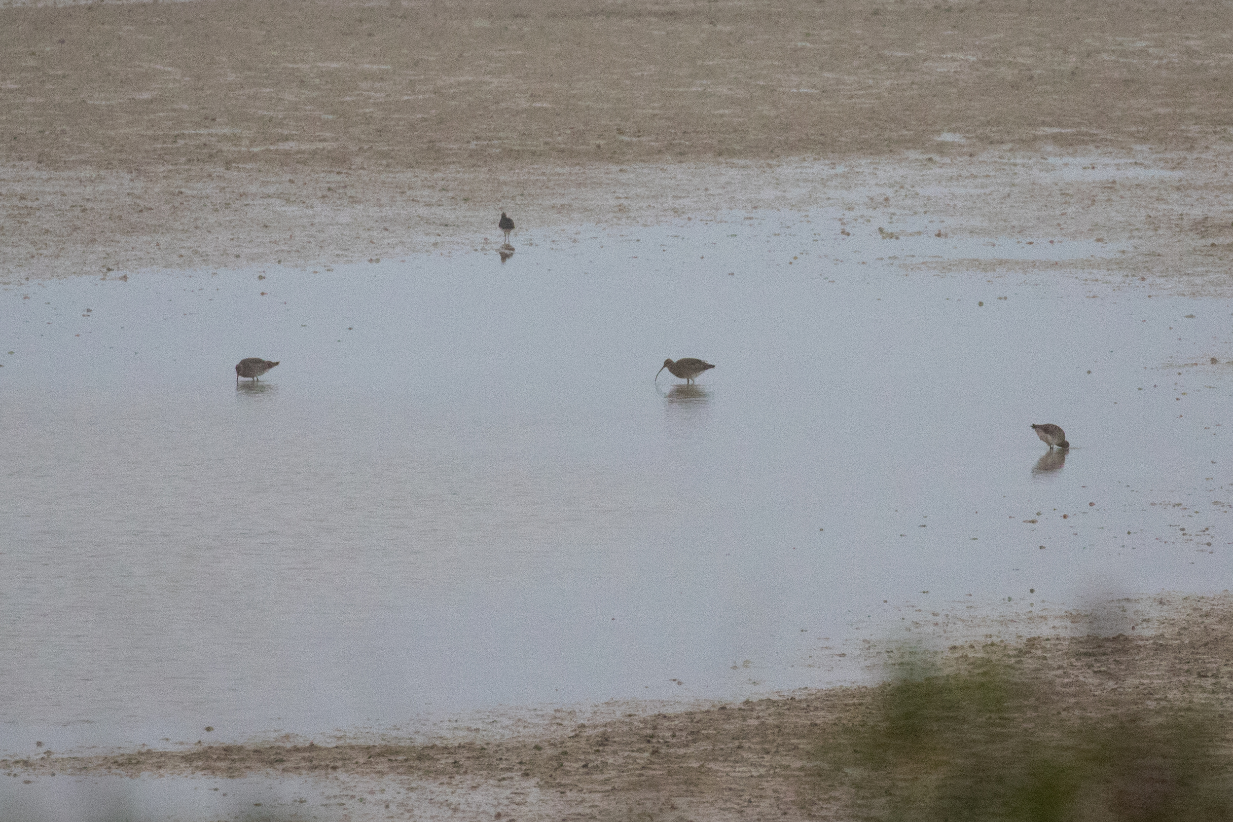 Eurasian Curlew (Numenius arquata) in Lake Der-Chantecoq, France. November 2015. Not baited. Not called in.