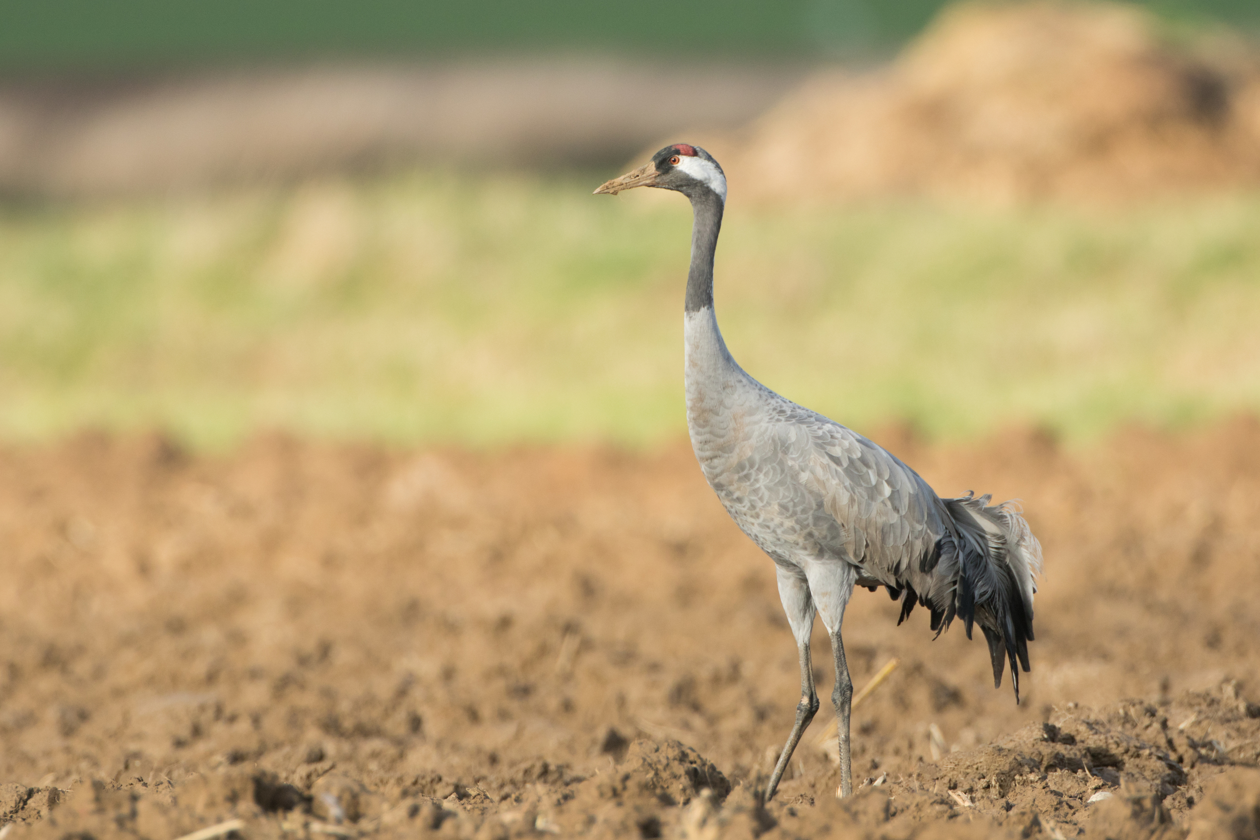 Common Crane (Grus grus) in France. November 2015. Not baited. Not called in.