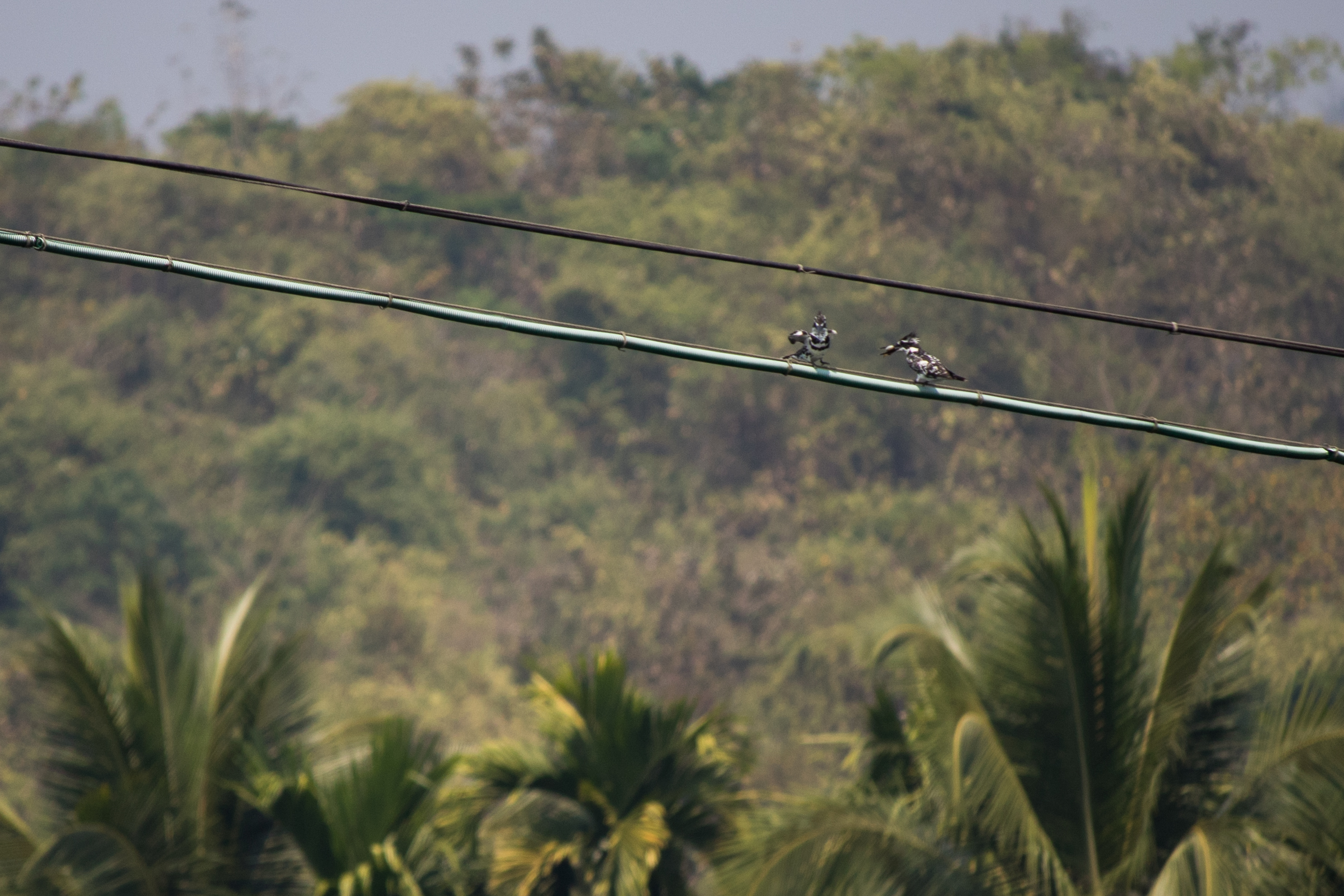 Pied Kingfisher (Ceryle rudis)