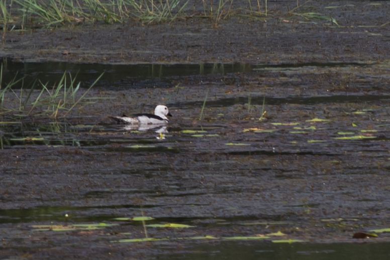 Cotton Pygmy-goose (Nettapus coromandelianus)