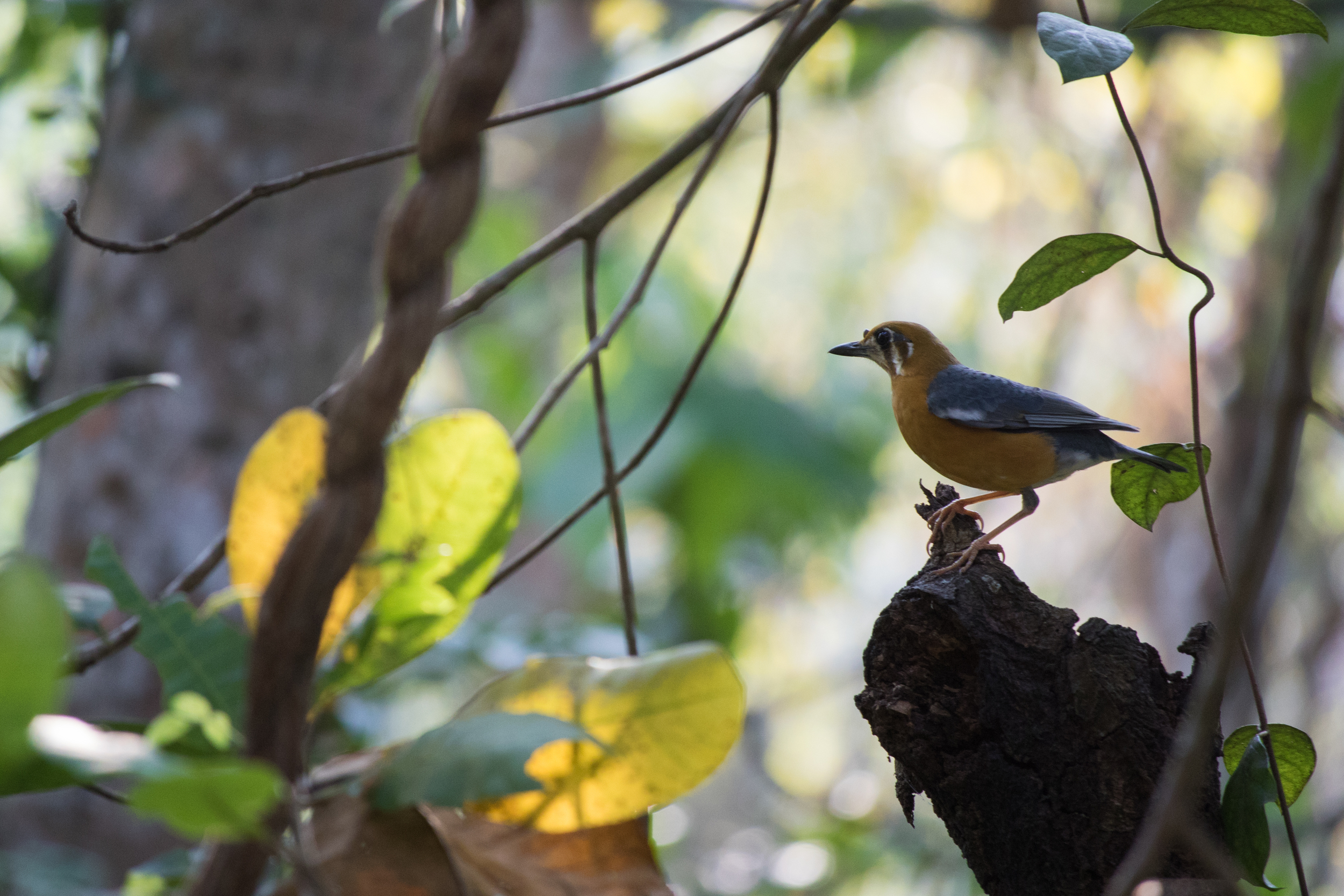 Orange-headed Thrush (Zoothera citrina)