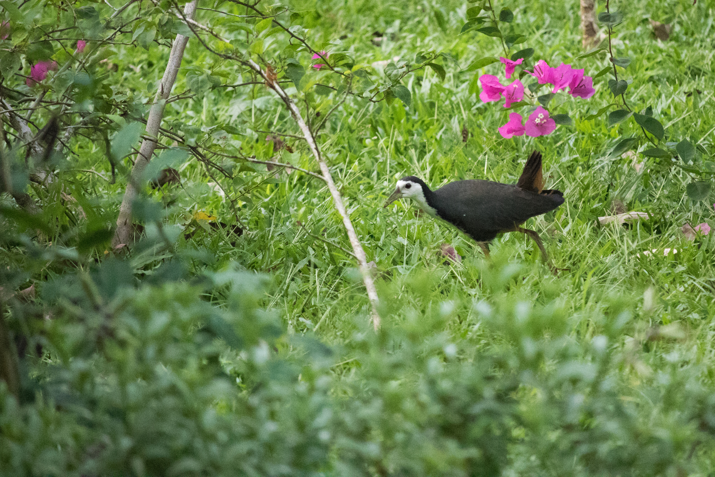 White-breasted Waterhen (Amaurornis phoenicurus)