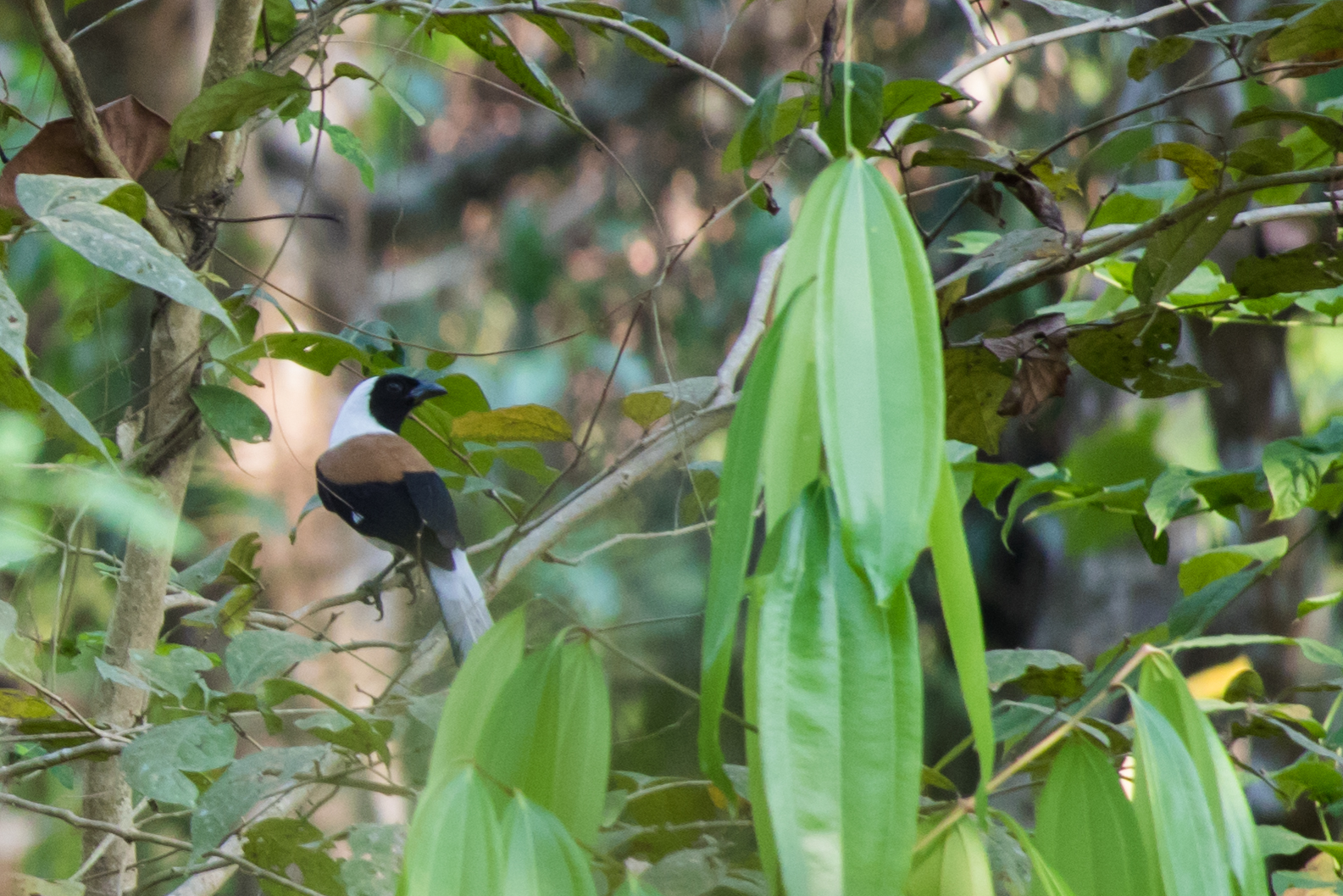 White-bellied Treepie (Dendrocitta leucogastra)
