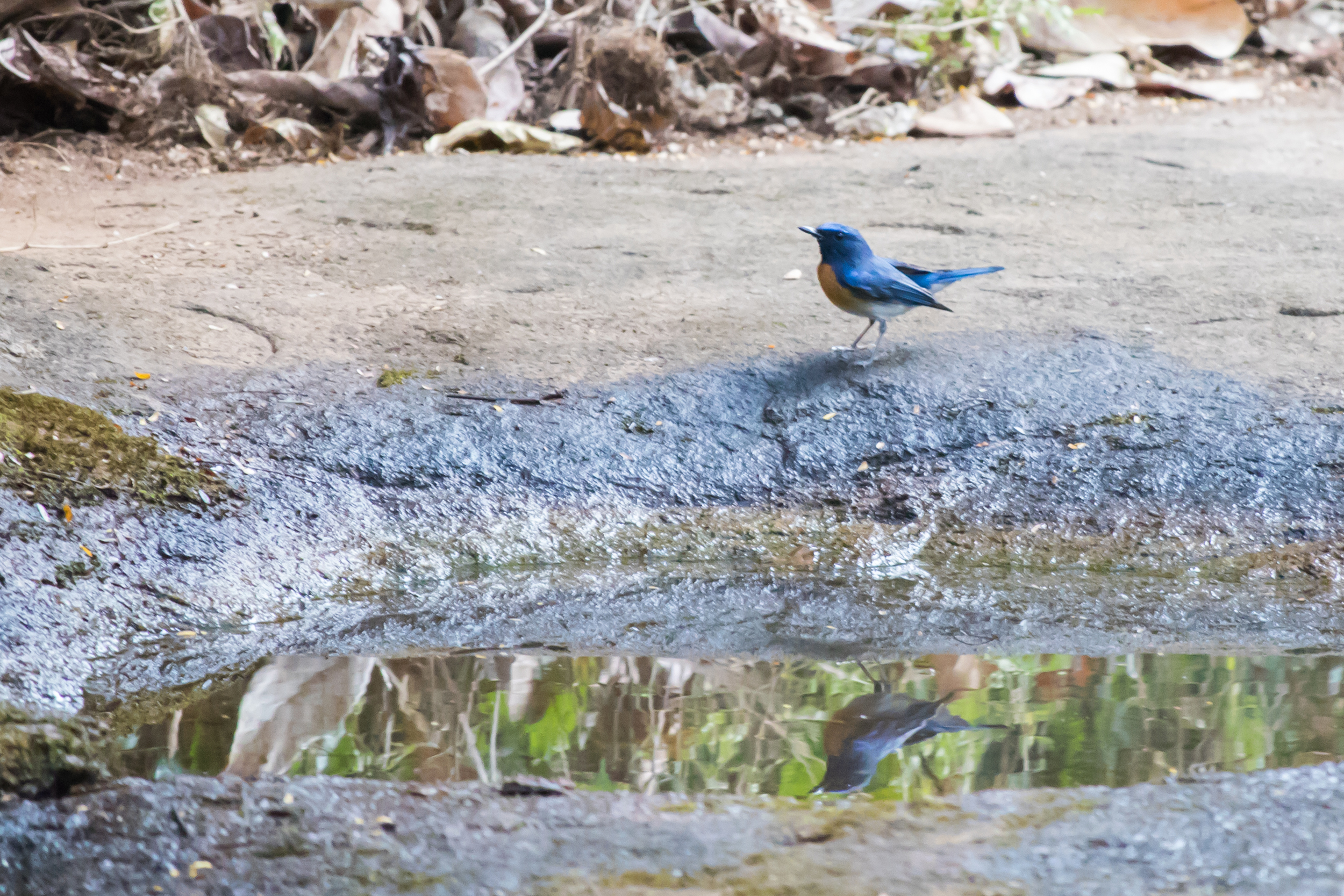 Blue-throated Blue-flycatcher (Cyornis rubeculoides)