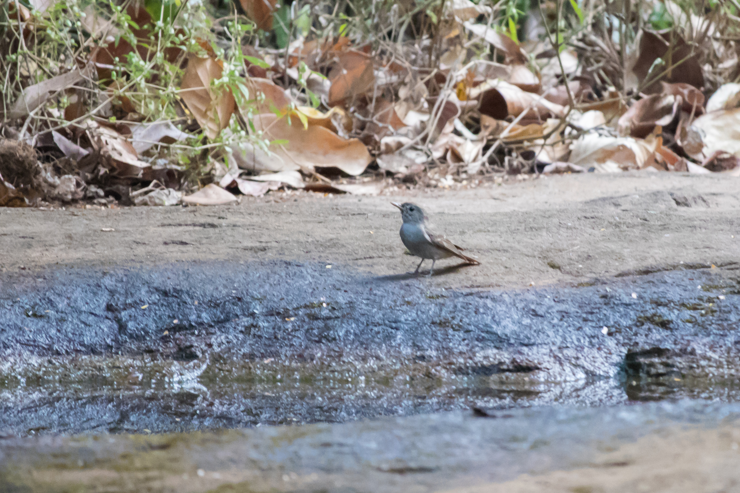 Rusty-tailed Flycatcher (Muscicapa ruficauda)