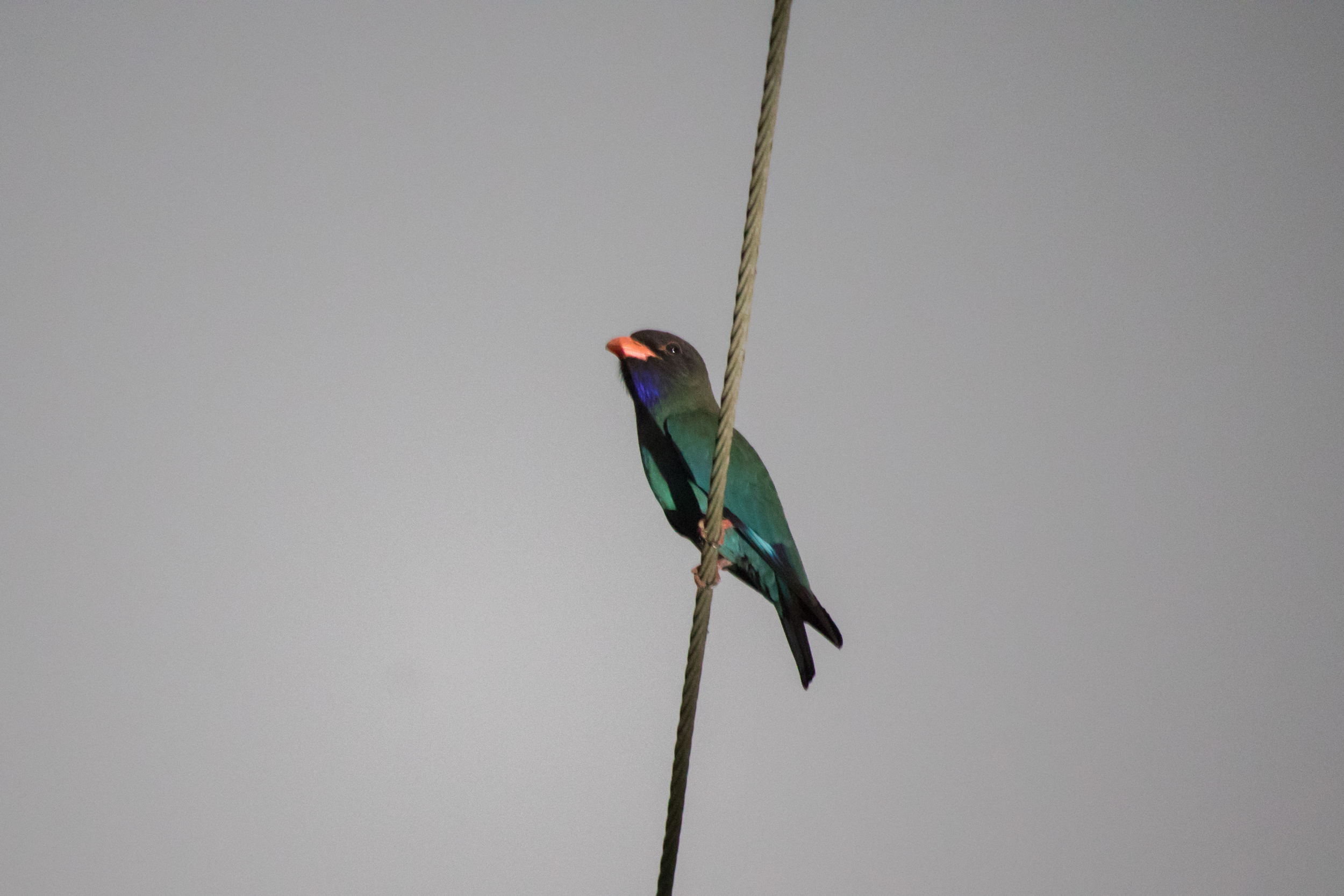 Oriental Dollarbird (Eurystomus orientalis)