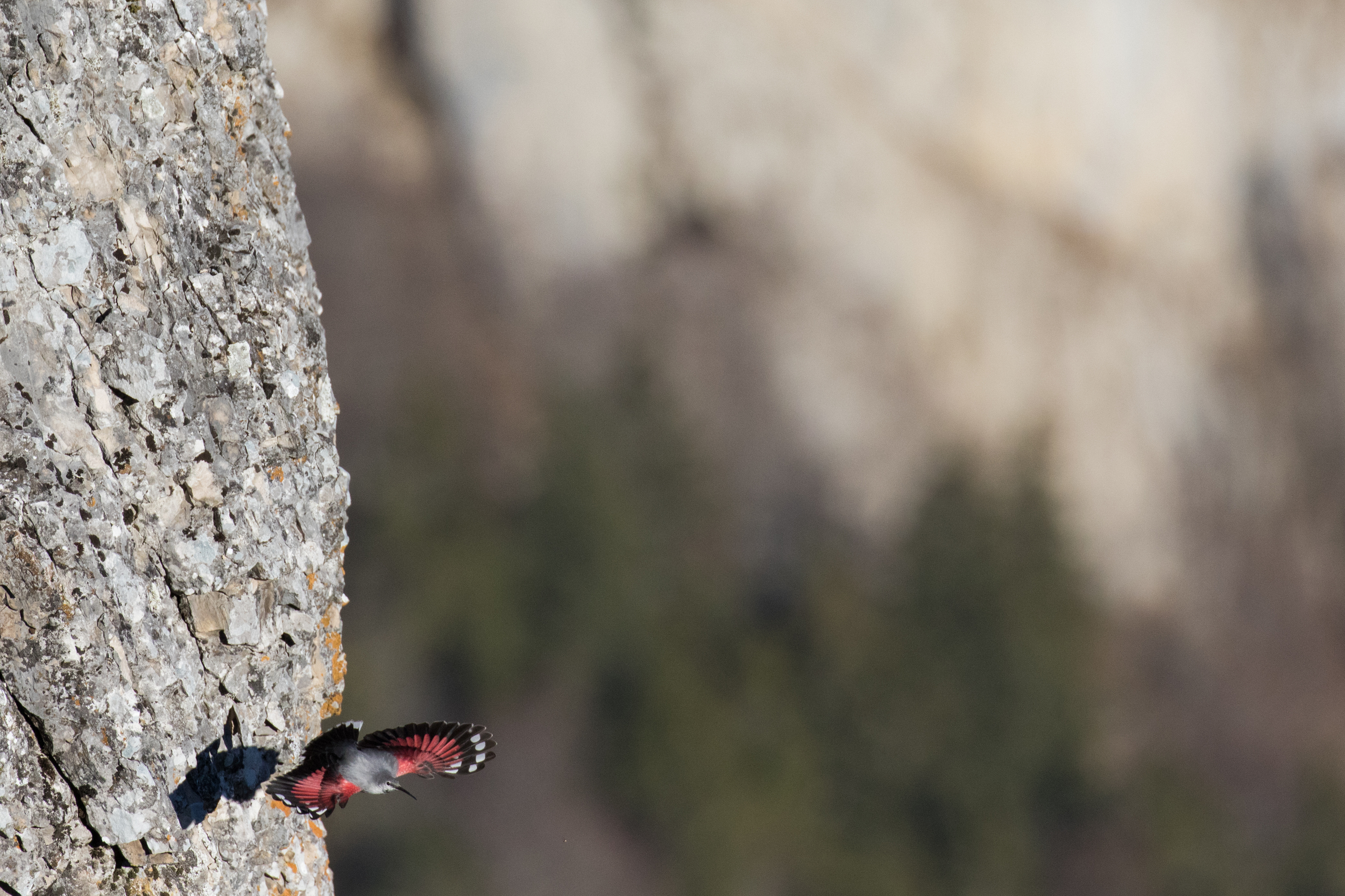 Wallcreeper (Tichodroma muraria) in Canton of Neuchâtel, Switzerland. December 2015. Not baited. Not called in.