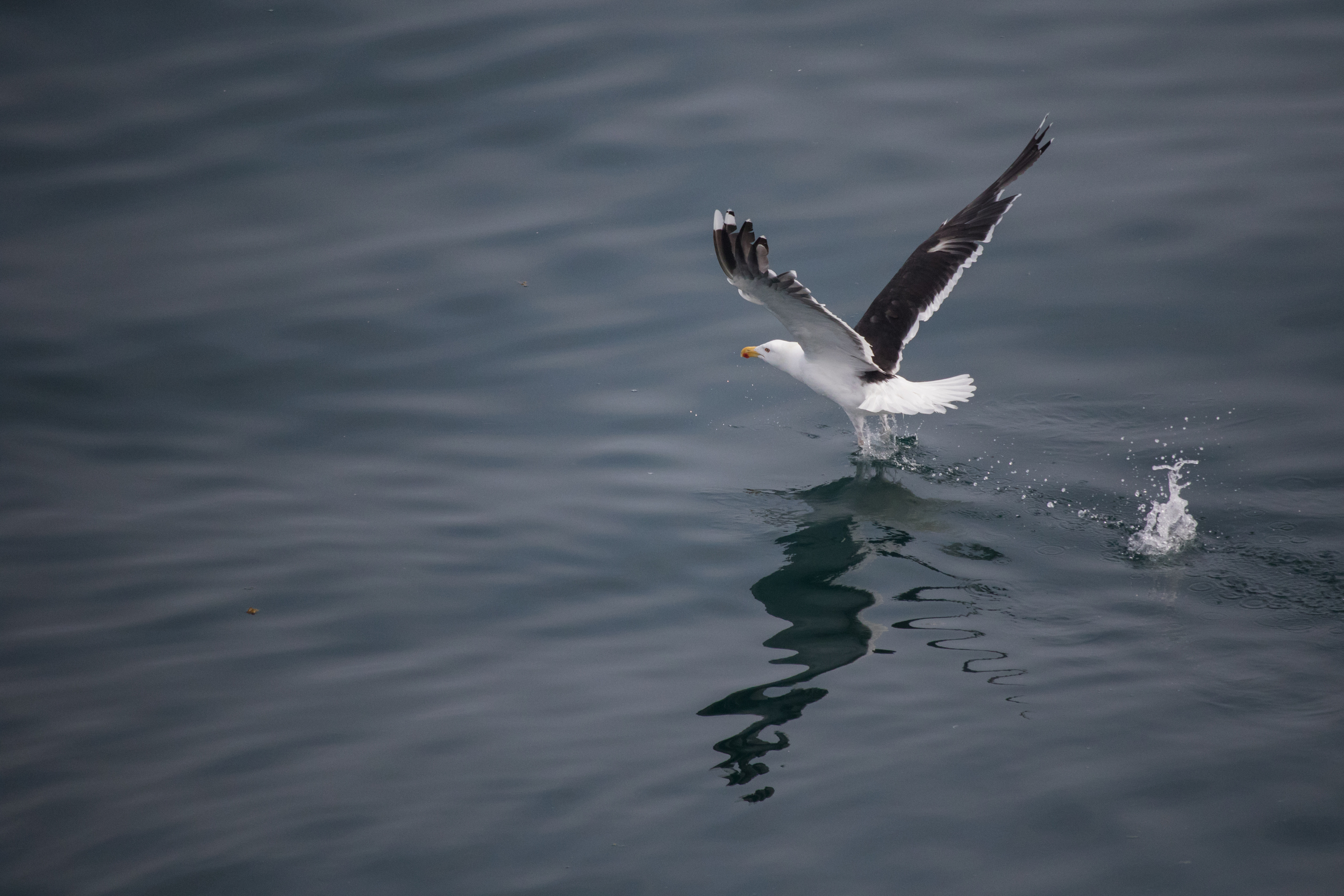 Great Black-backed Gull (Larus marinus)