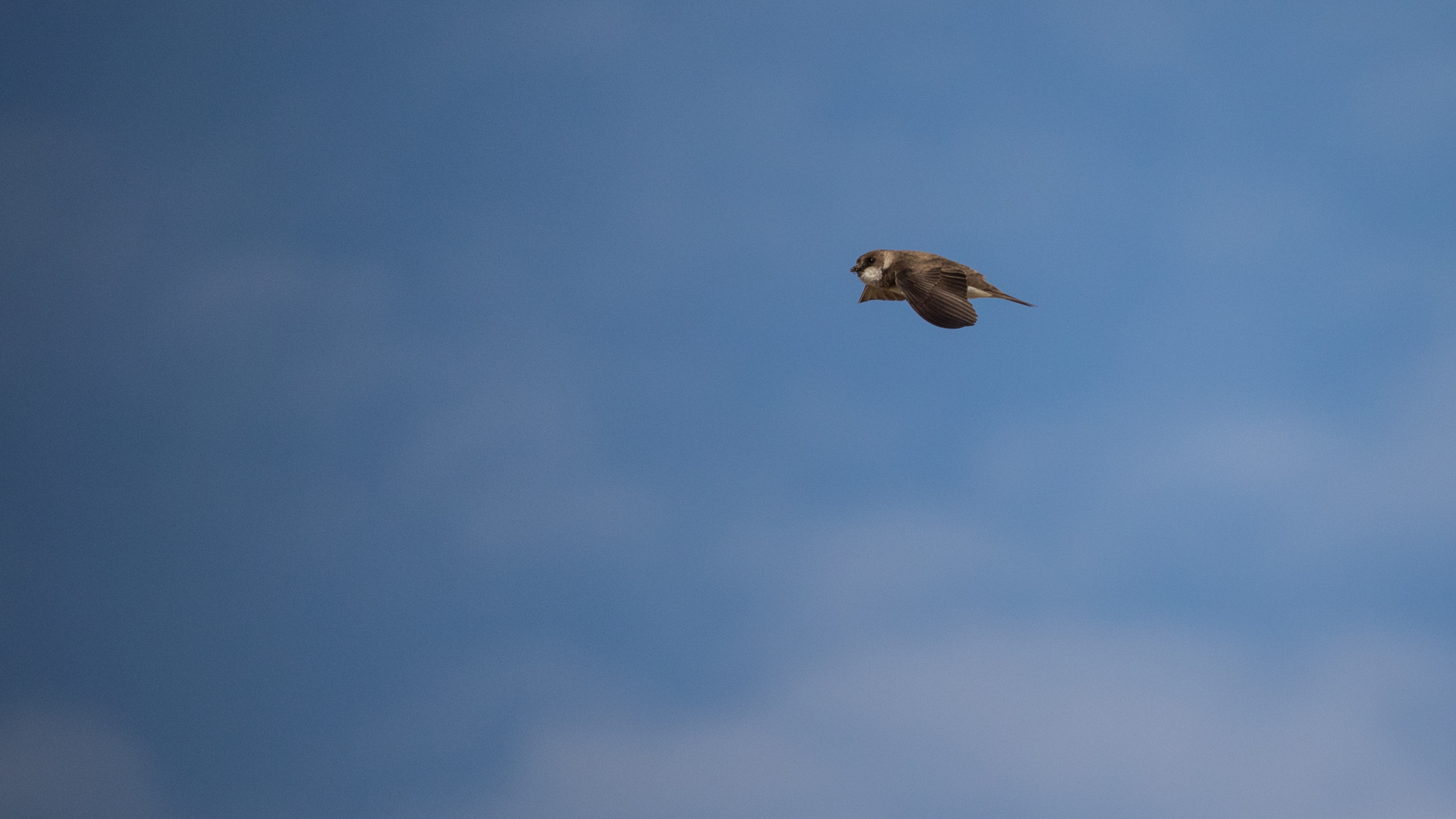 Sand Martin (Riparia riparia)