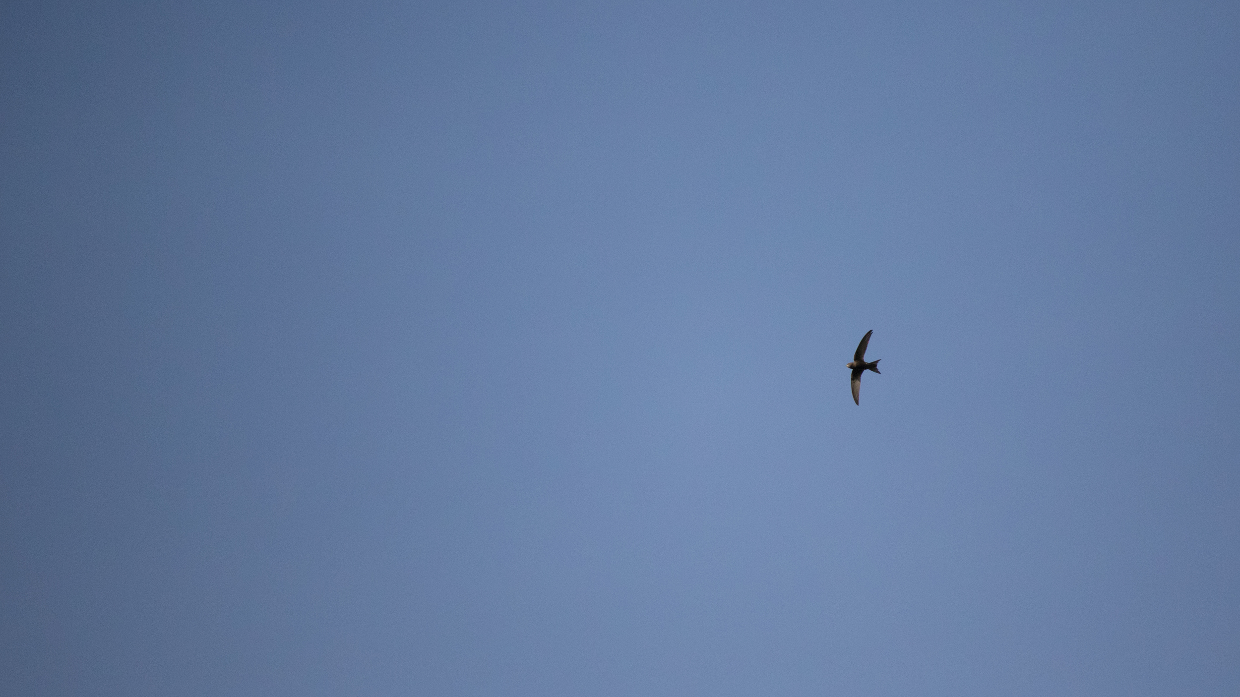 Common Swift (Apus apus) in Canton of Geneva, Switzerland. April 2015. Not baited. Not called in.