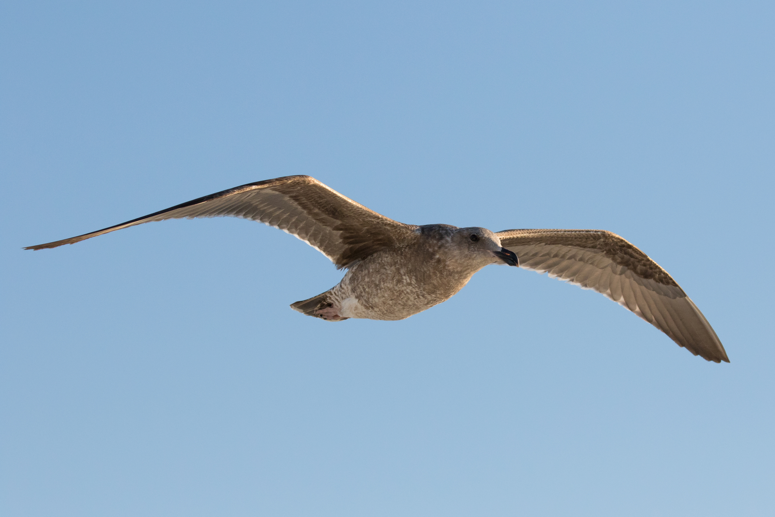 Juvenile Western Gull (Larus occidentalis) off Dana Point, California. December 2015. Not baited. Not called in.