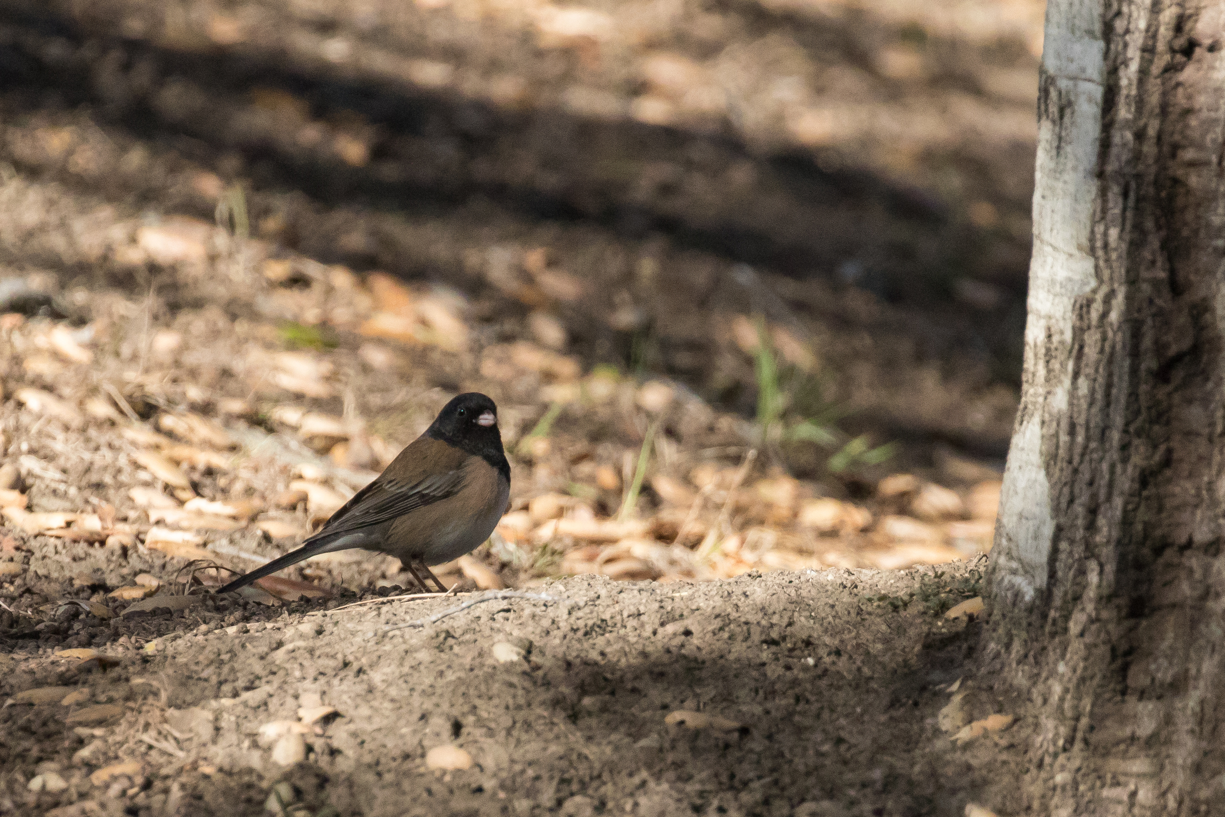 Dark-eyed Junco (Junco hyemalis)