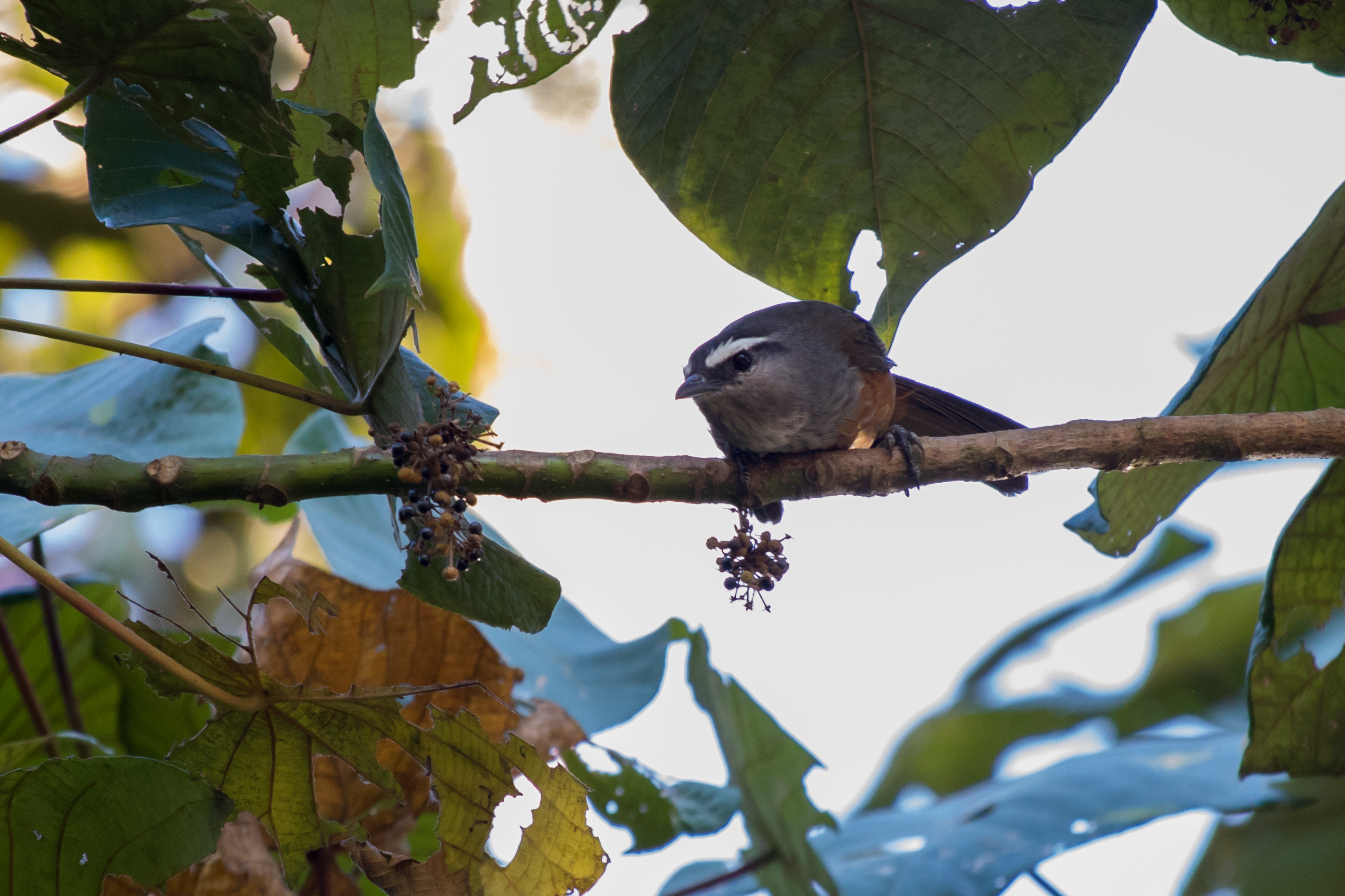 Kerala Laughingthrush (Strophocincla fairbanki)