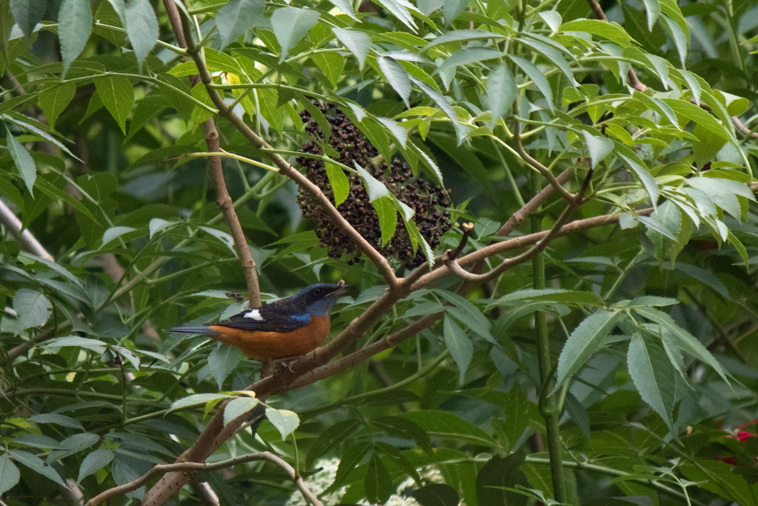 Blue-capped Rock-thrush (Monticola cinclorhynchus)