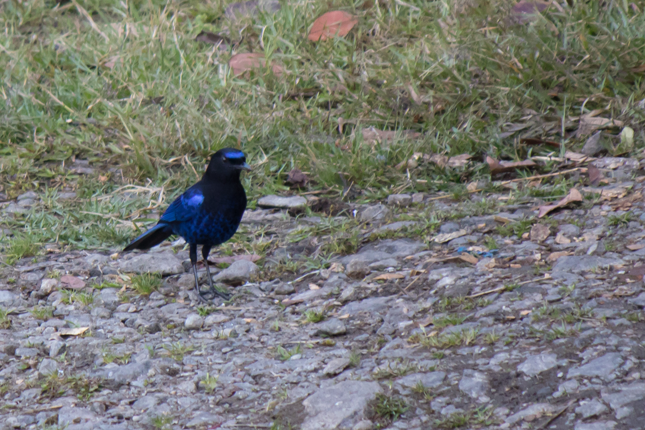 Malabar Whistling-thrush (Myophonus horsfieldii)