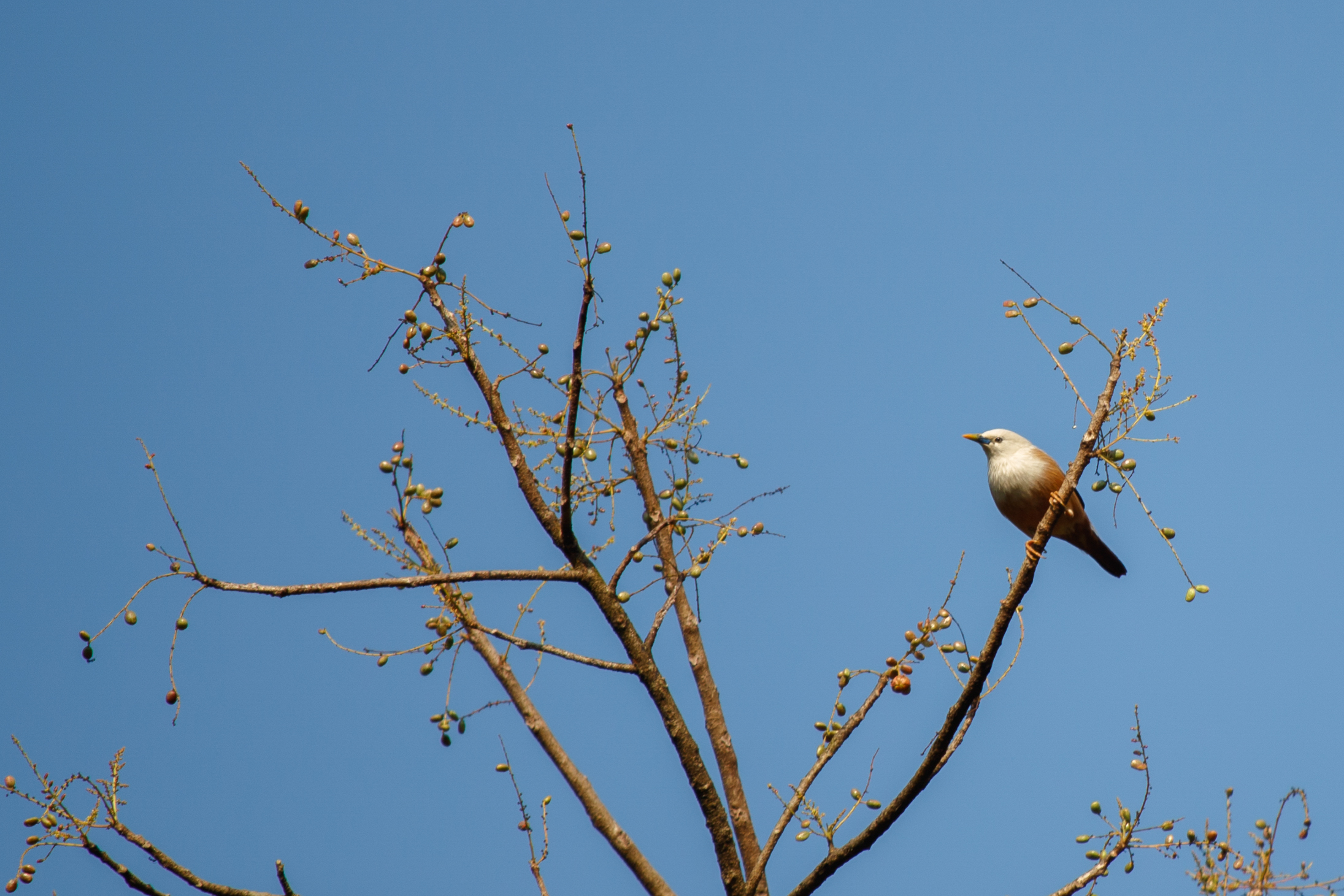 Chestnut-tailed Starling (Sturnia malabarica)