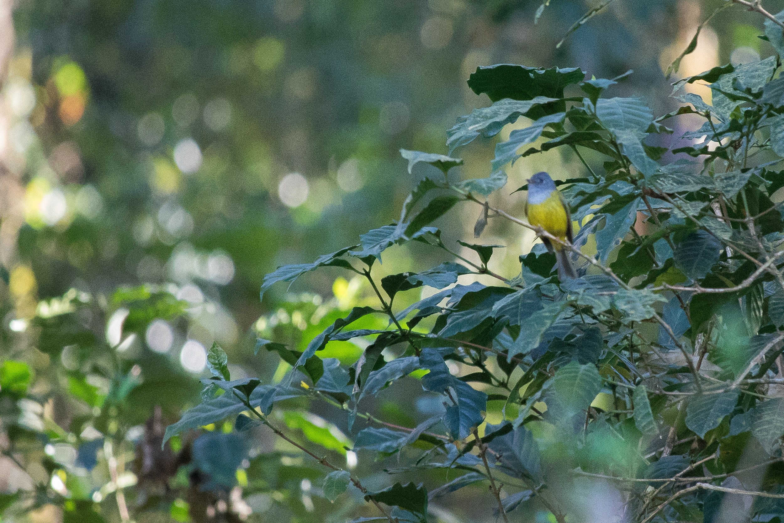 Grey-headed Canary-flycatcher (Culicicapa ceylonensis)