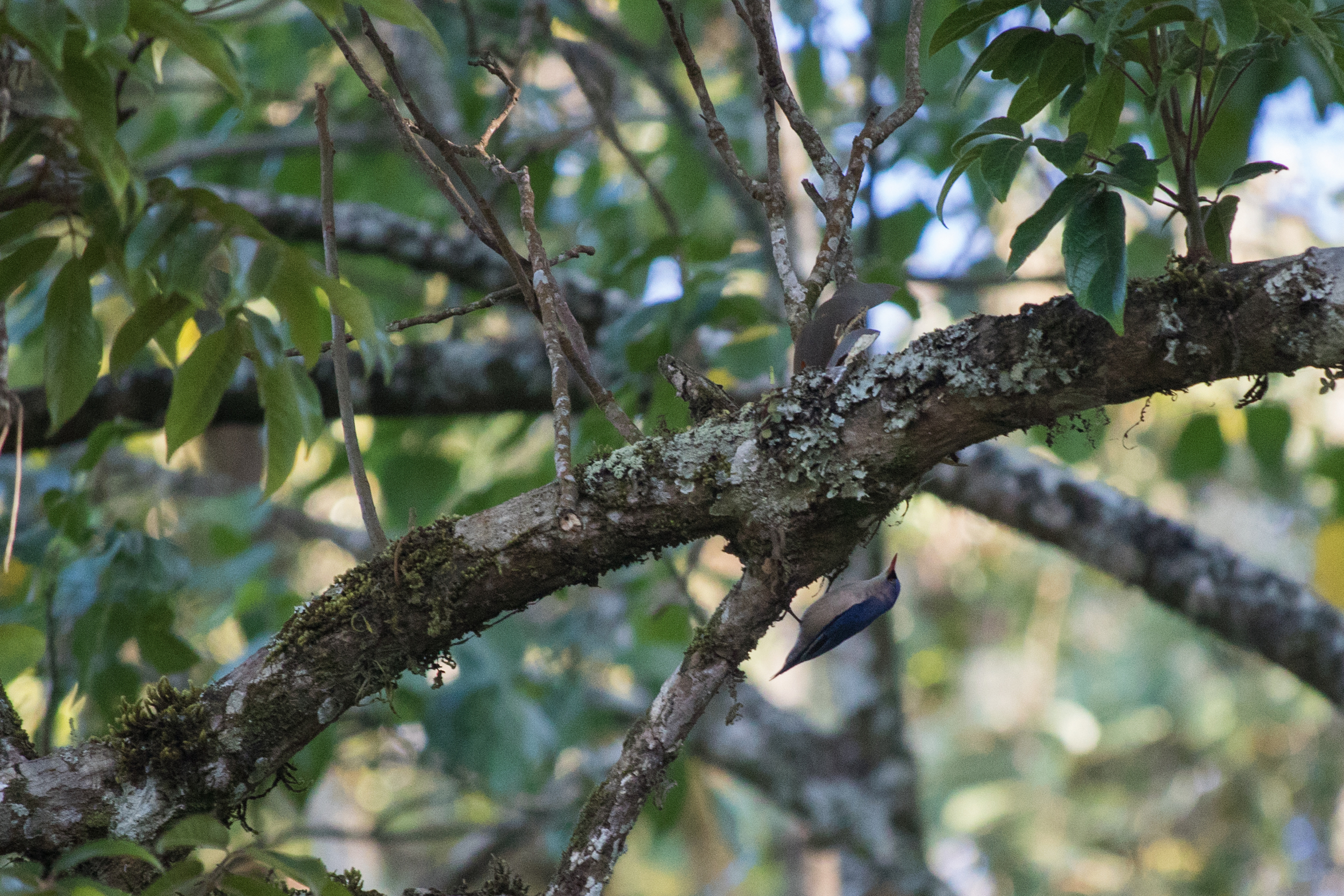 Velvet-fronted Nuthatch (Sitta frontalis)