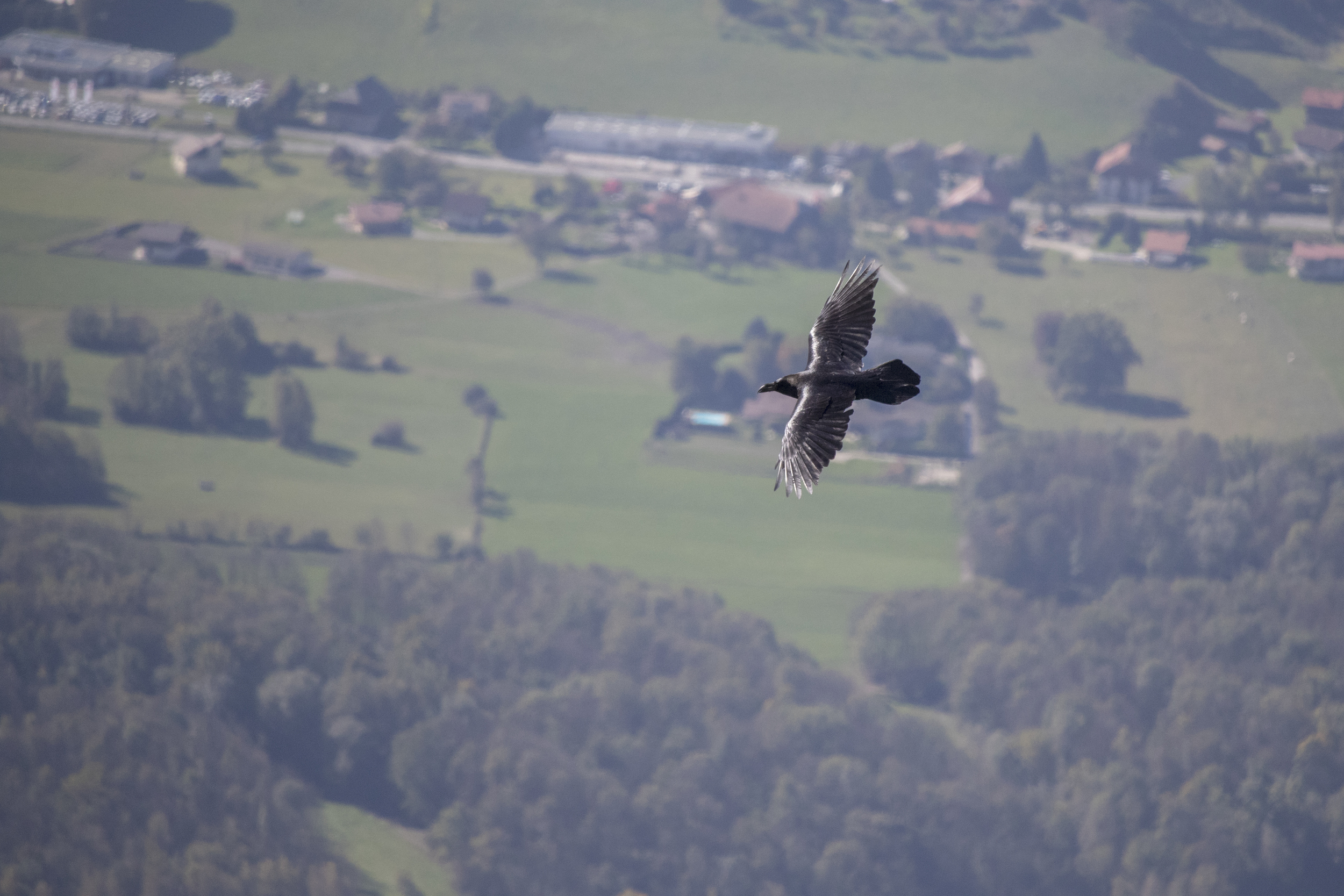 Common Raven (Corvus corax)
