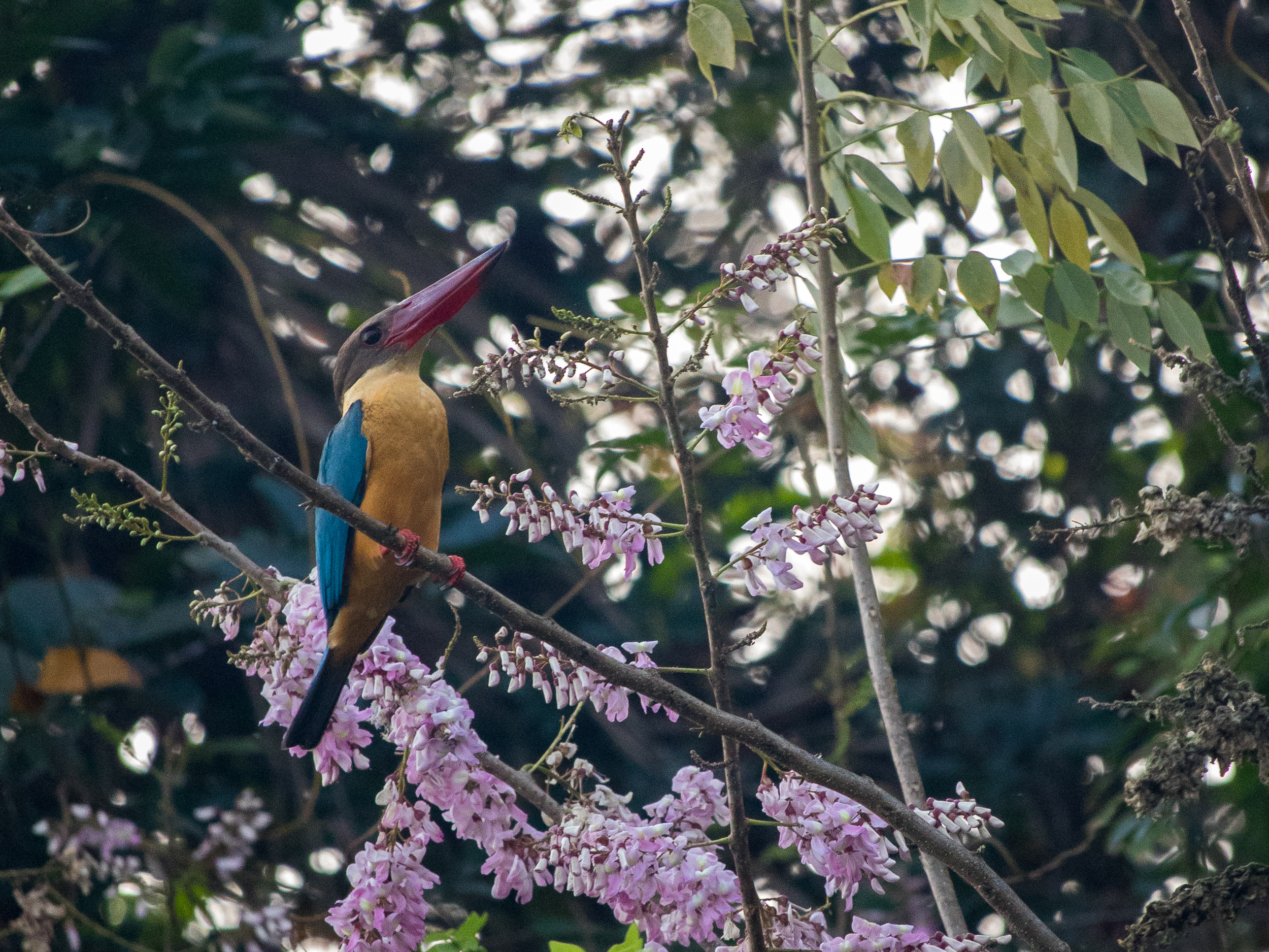 Stork-billed Kingfisher (Pelargopsis capensis)